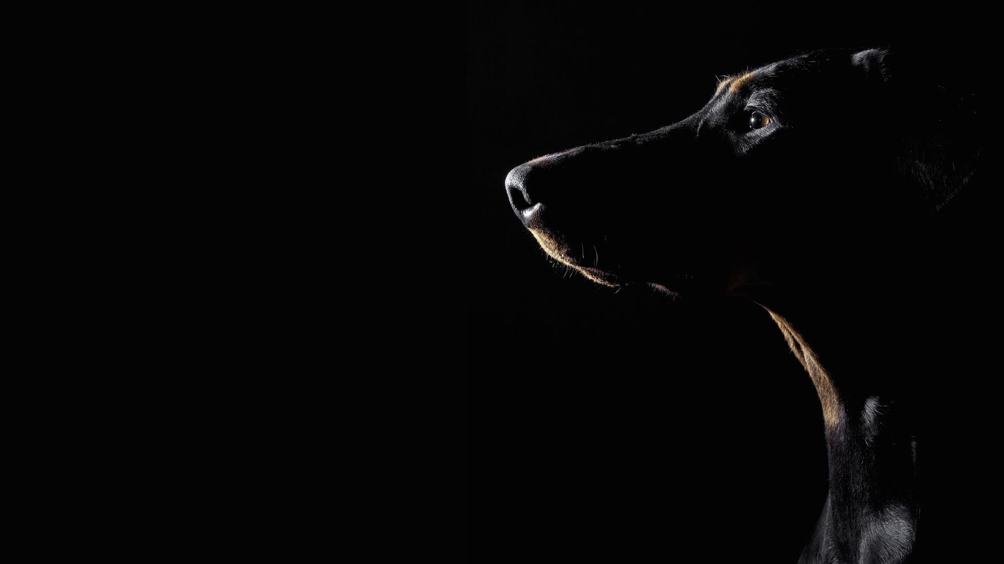 Картинка на рабочий стол черный фон. Доберман собака. Черный фон картинка. Животные на темном фоне. Черные обои.