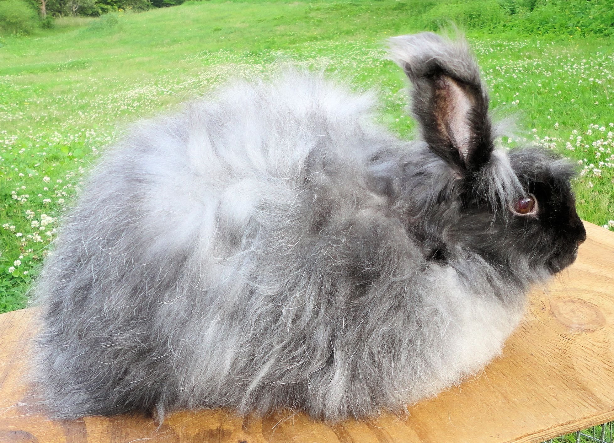 Шерсть гималайских кроликов. Ангорский кролик. Ангорский пуховой. Ангорский кролик серый. Ангорский пуховой кролик.