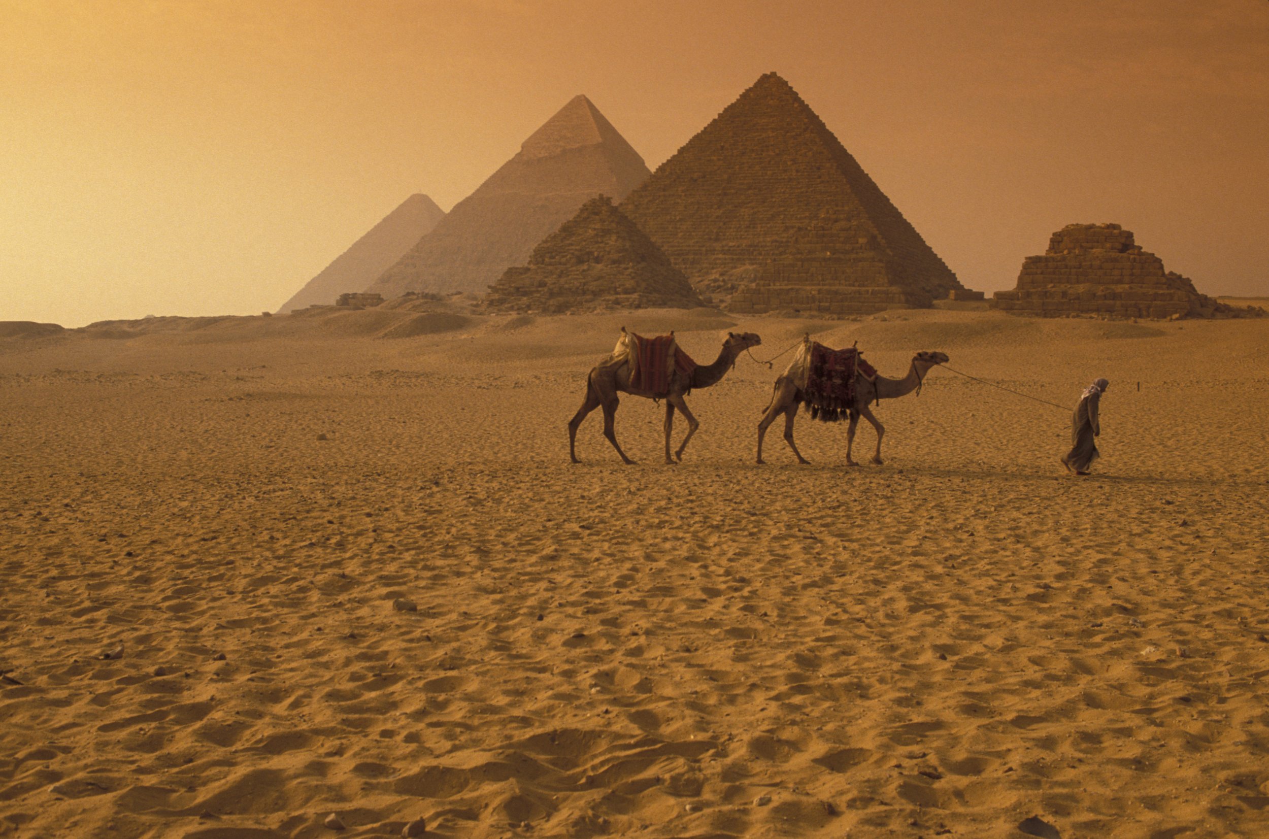 верблюды и египет