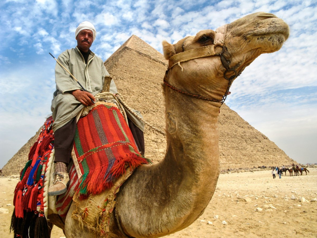 верблюды и египет