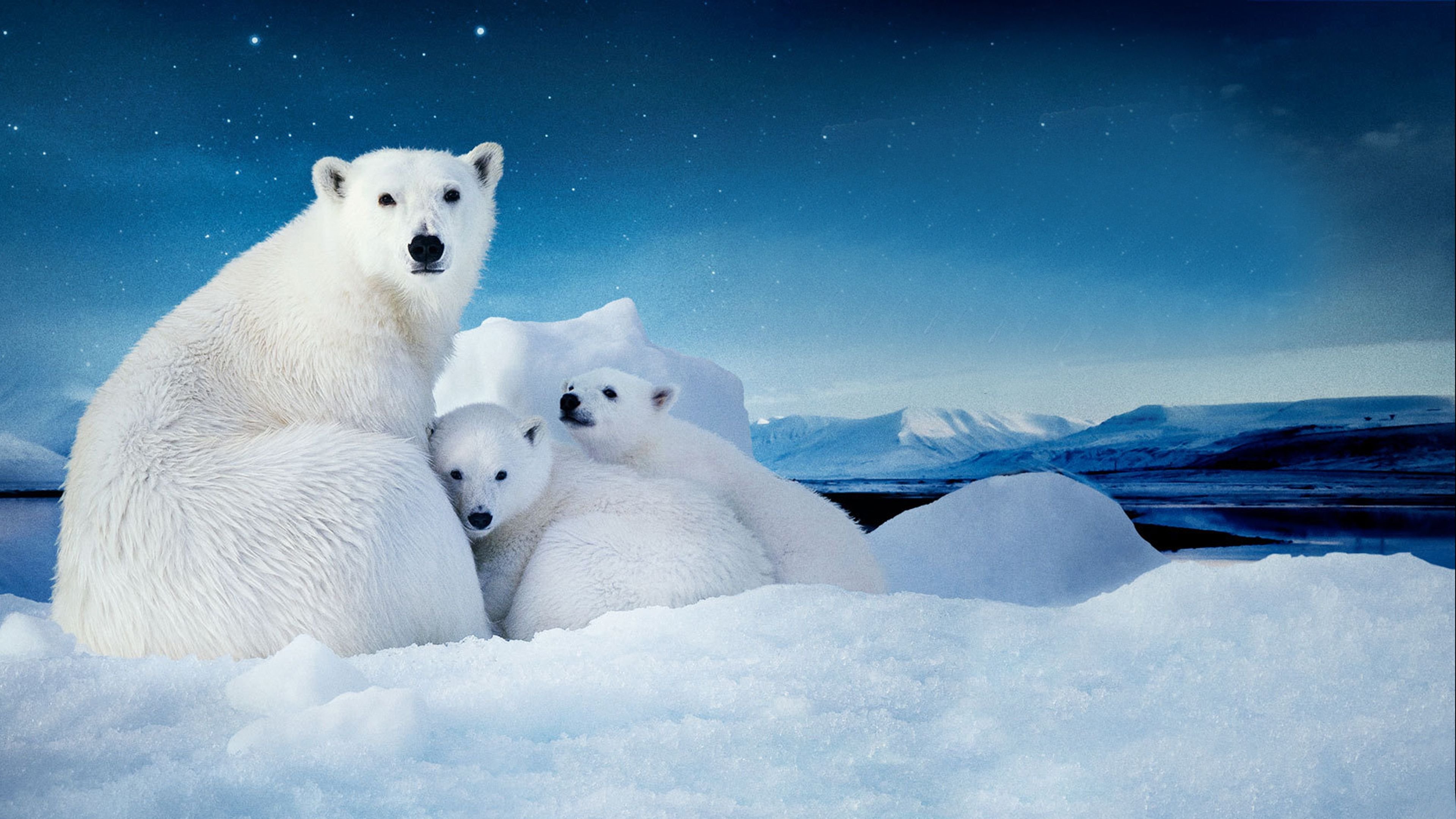Ice animals. Северный полюс Арктика. Белый медведь Северный полюс. Белые медведи в Антарктиде. Белые медведи в Арктике.