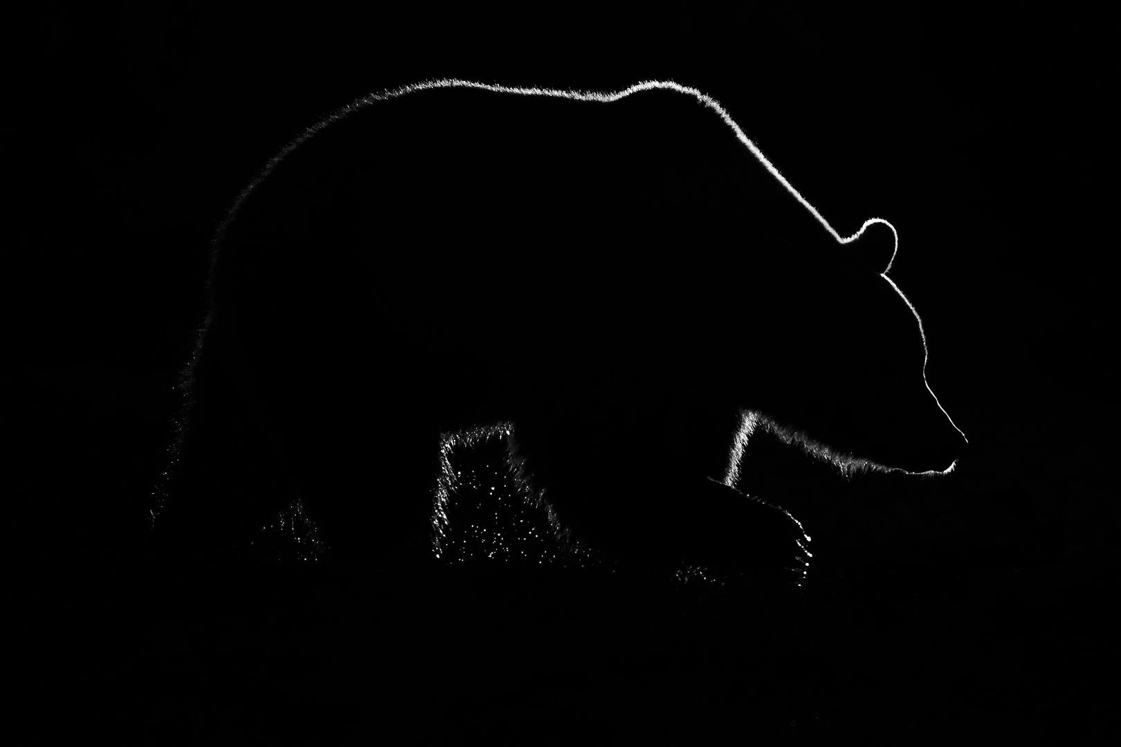 Медведь на черном фоне. Силуэт медведя. Силуэт медведя на черном фоне. Медведь на темном фоне.