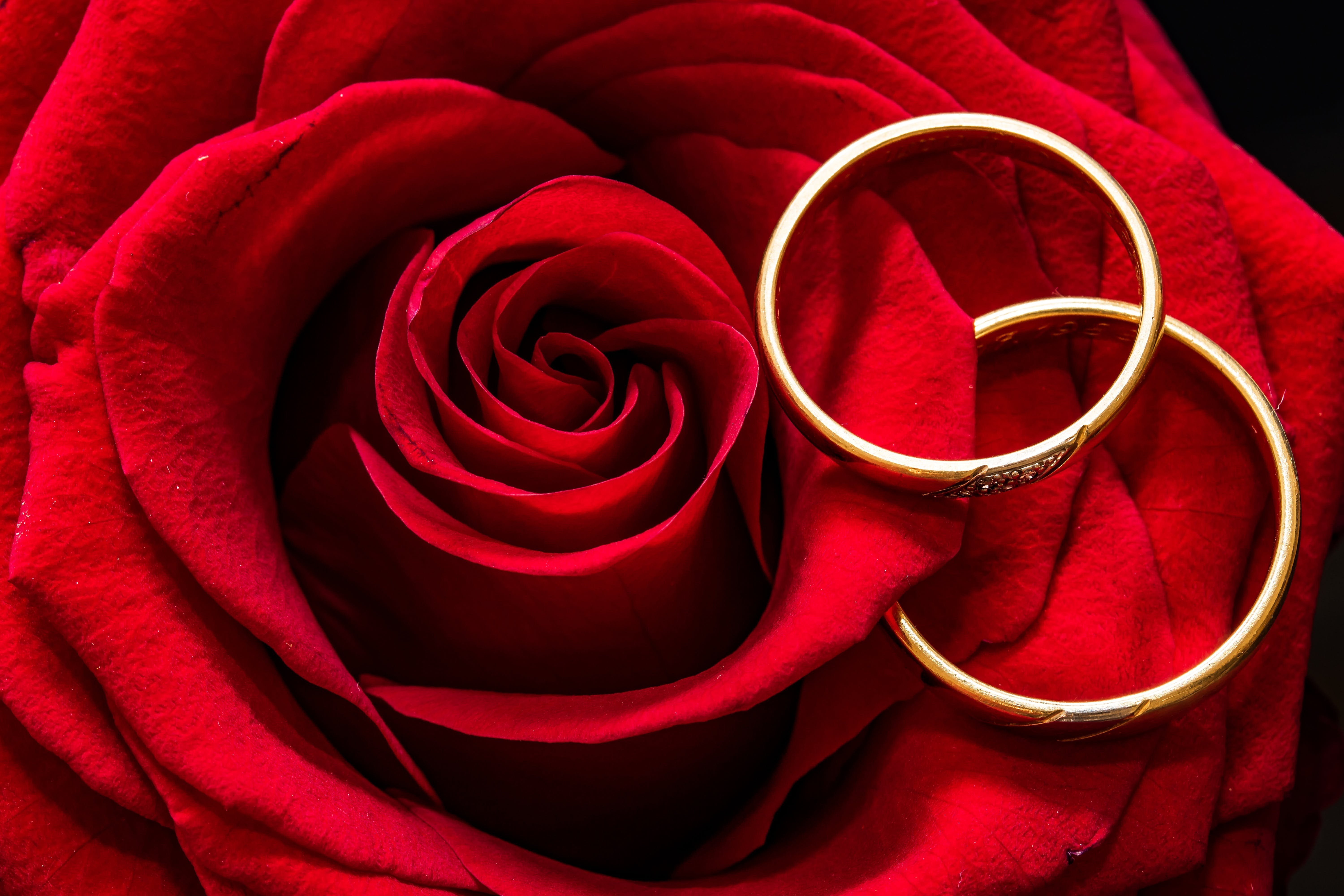 Фото кольца и цветов. Свадебные кольца. Красные розы. Розы и обручальные кольца.