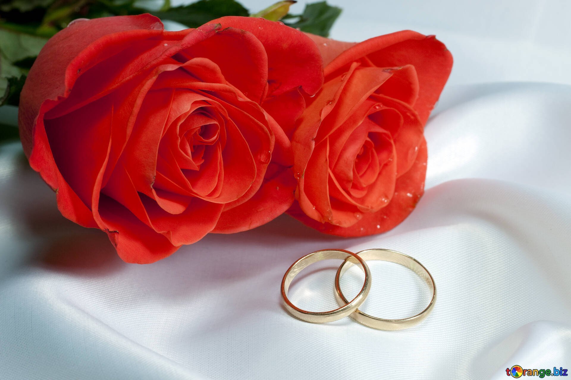Фото кольца и цветов. Свадебные кольца. Свадебные кольца в цветах. Свадебные цветы с кольцами. Обручальные кольца открытка.