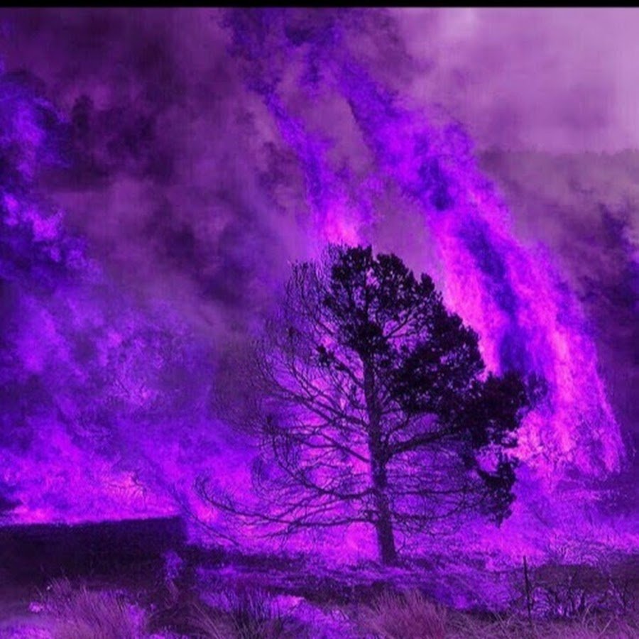 Фиолетовый огонь в лесу