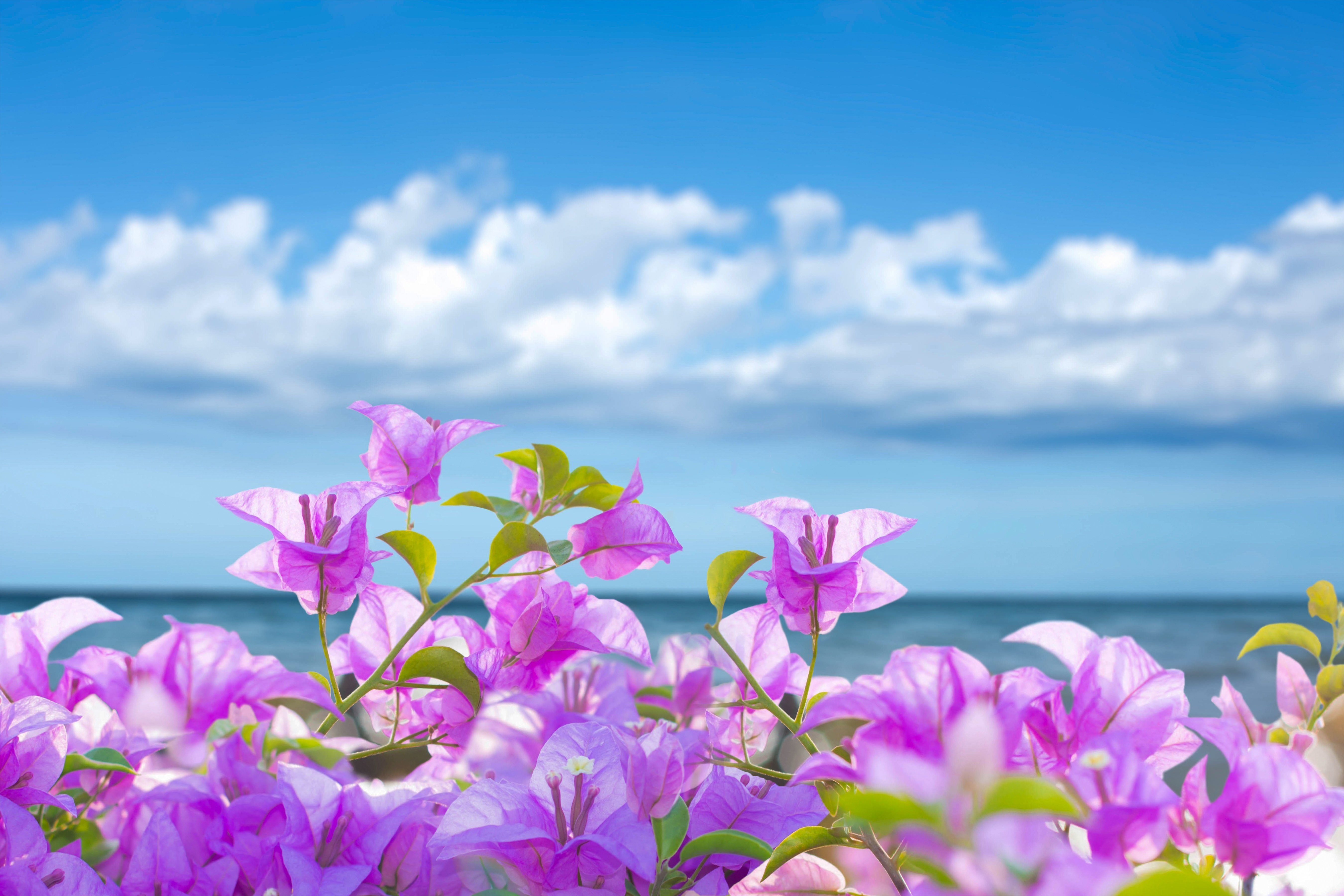 Яркие цветы на море. Цветы море солнце. Цветы на фоне моря. Цветы и небо. Летние цветы.