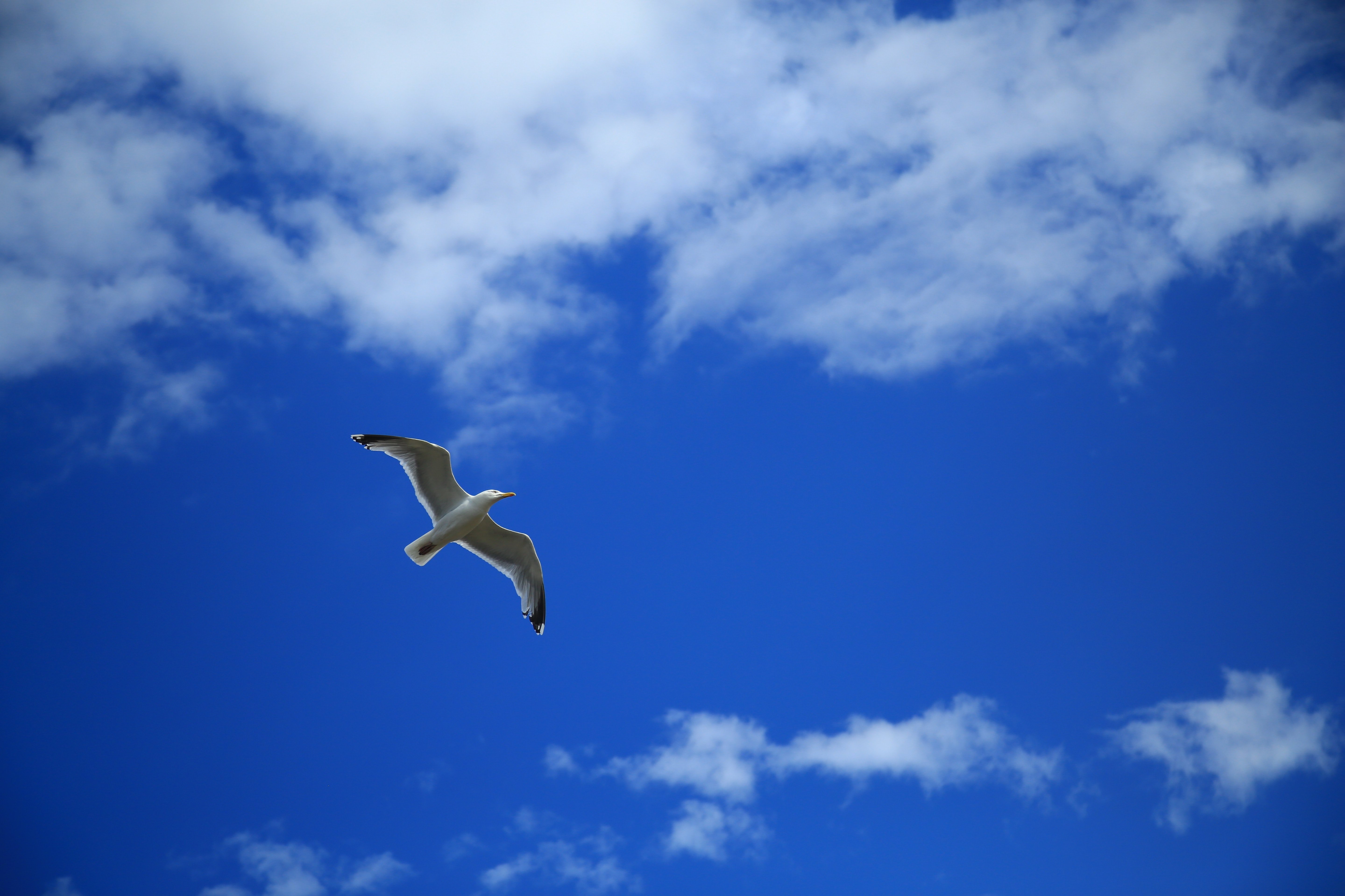 Heaven bird. Птицы в небе. Чайка в небе. Голубое небо с птицами. Полет птицы.