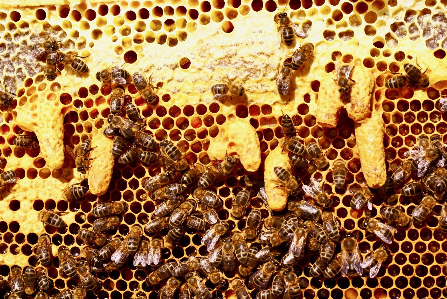 Пчелиная семья. Маточник пчелиный свищевой. Роение пчел маточники. Роение пчелиной семьи. Пчелиное маточники у пчел.