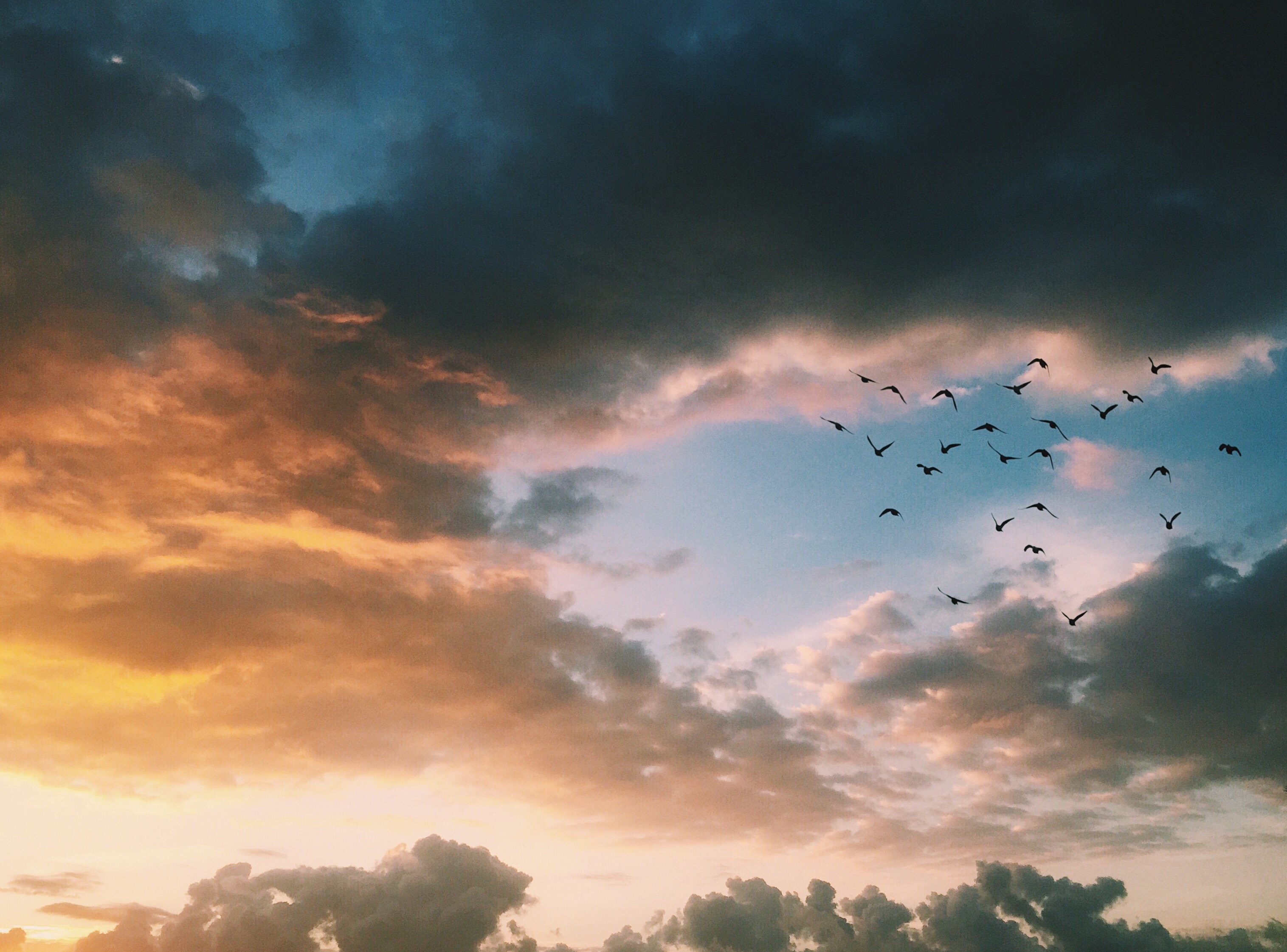 Heaven bird. Птицы в небе. Небо птицы облака. Птицы в небе Эстетика. Птицы в облаках.