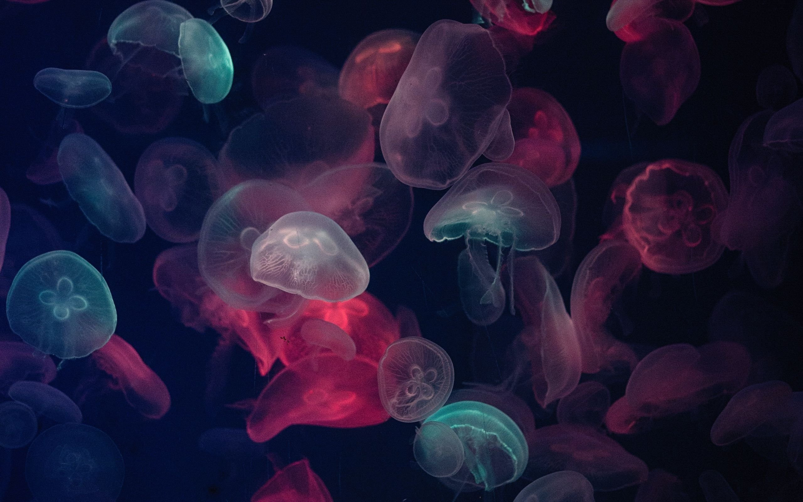 Браузер фон на телефон. Медузы. Медузы обои. Много медуз. Обои на рабочий стол медузы.
