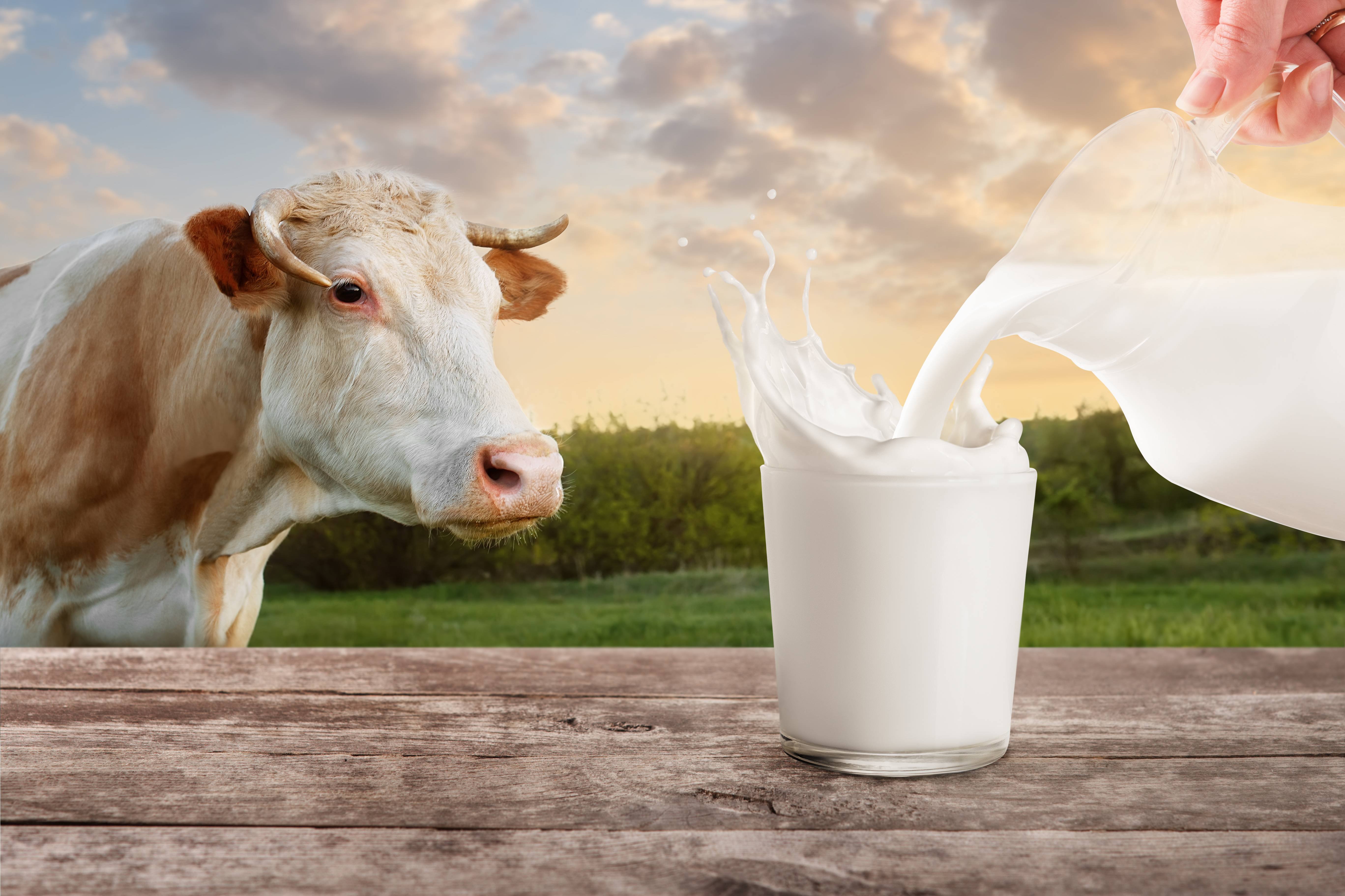 Невкусное молоко. Молоко. Коровье молоко. Корова. Красивая корова.