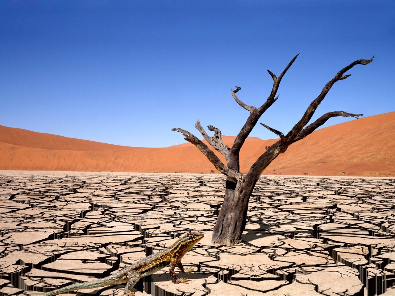 Деревья оазиса. Высушенное русло реки, пустыня Сонора, Мексик. Почва пустыни Намиб. Высушенная пустыня. Пустыня трещины.