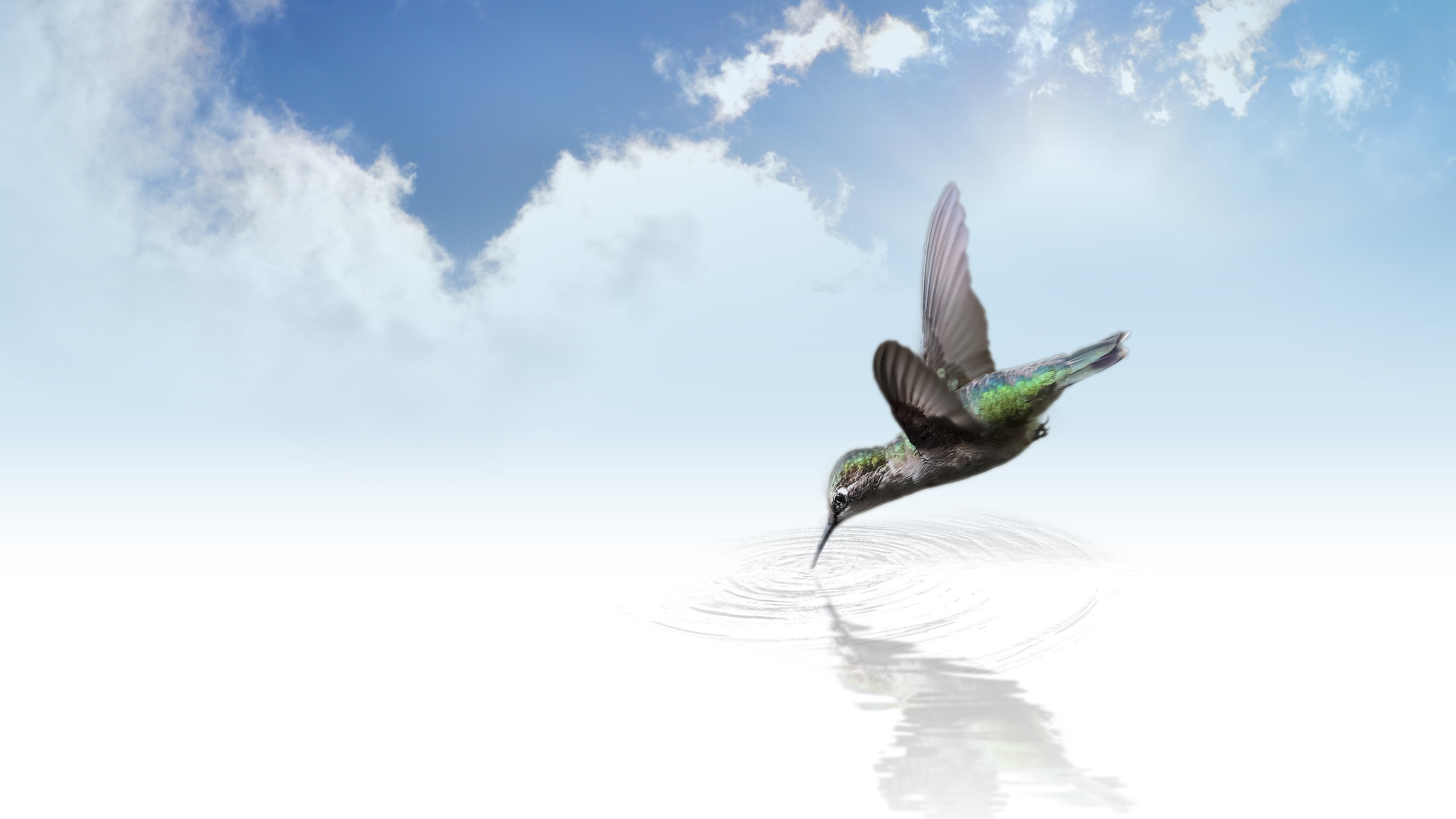 Мир без птиц. Колибри. Птица на зеленом фоне. Колибри фон. Летящие птички.