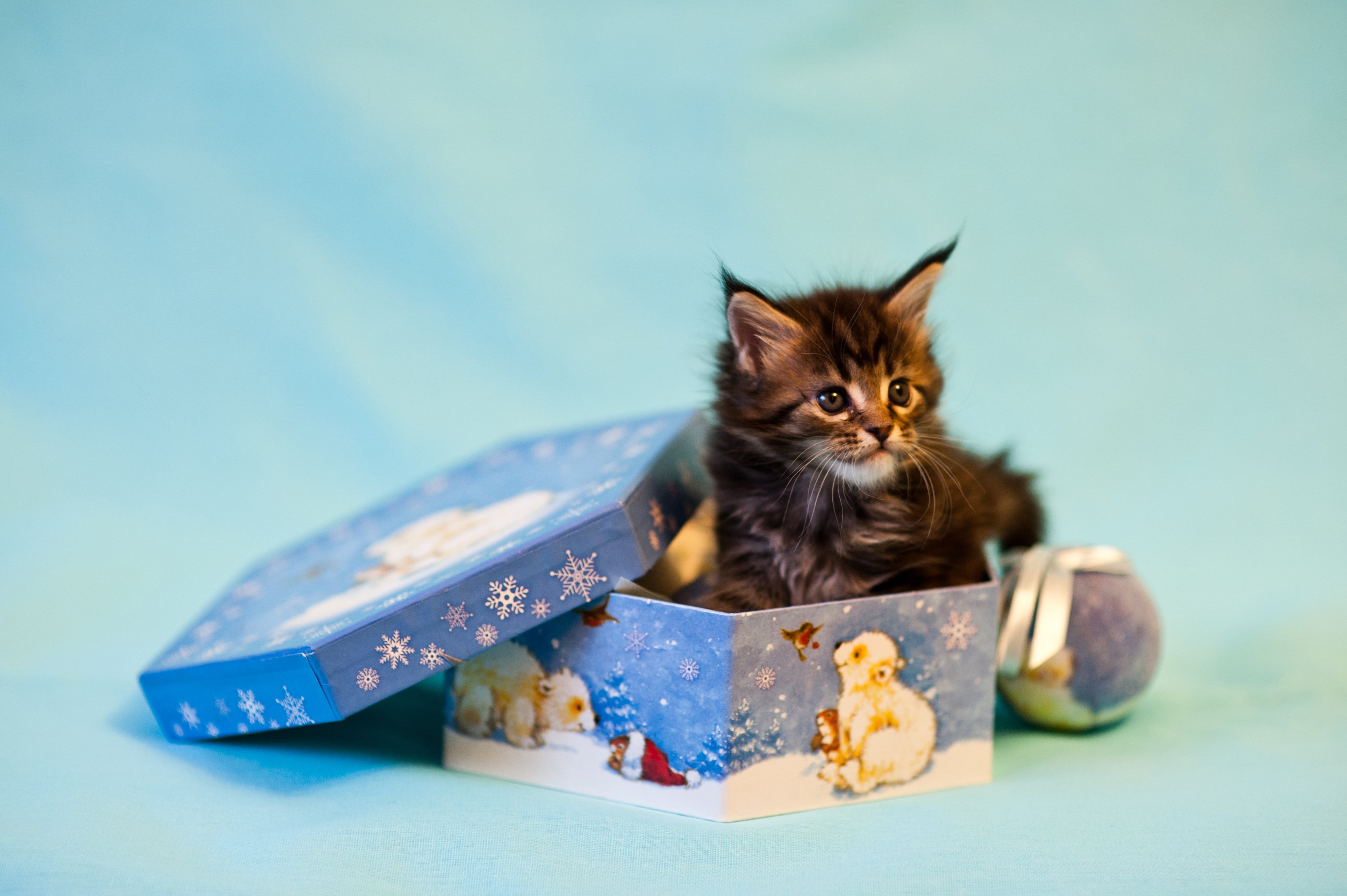 Скинь котенка. Котенок с подарком. Котенок в подарочной коробке. Котенок в коробочке. Коробка с котятами.