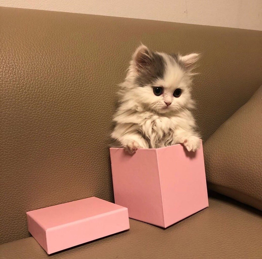 Котенок с подарком