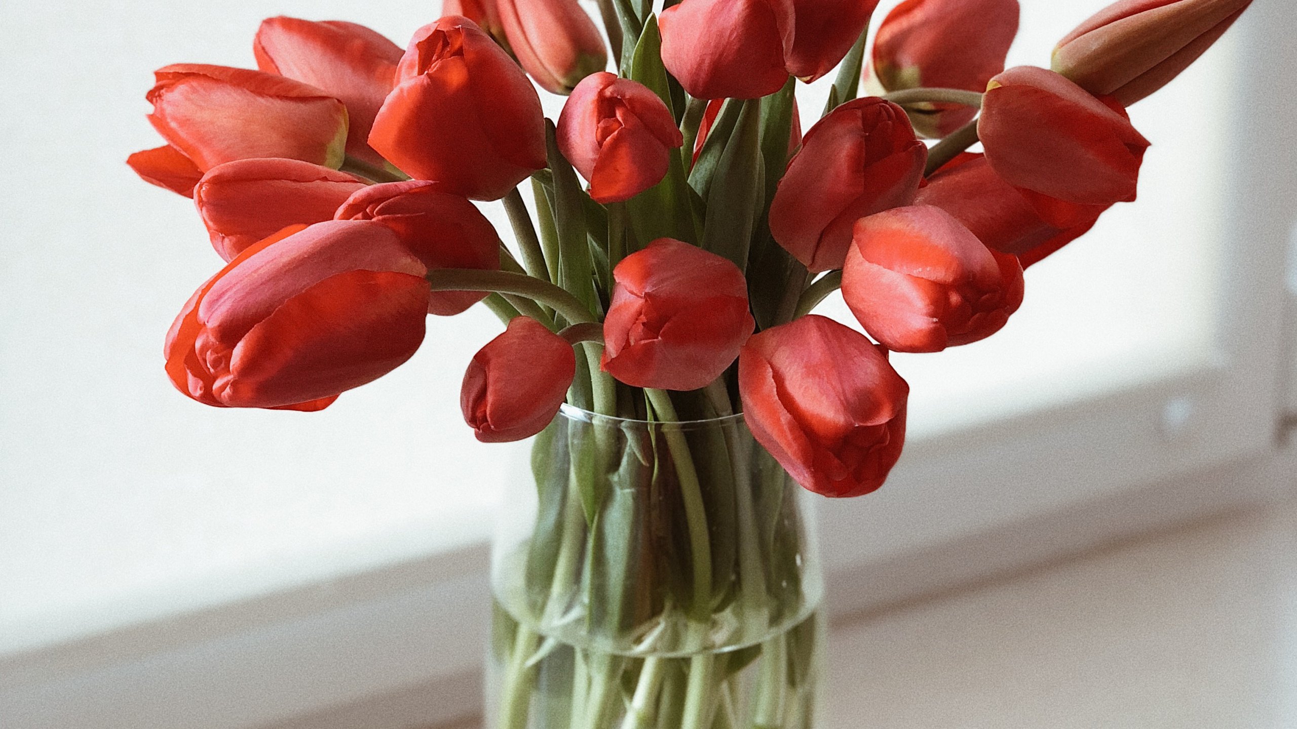 Растут ли тюльпаны в вазе. Тюльпаны в вазе. Ваза с тюльпанами. Тюльпаны срезанные. Тюльпаны в вазах.