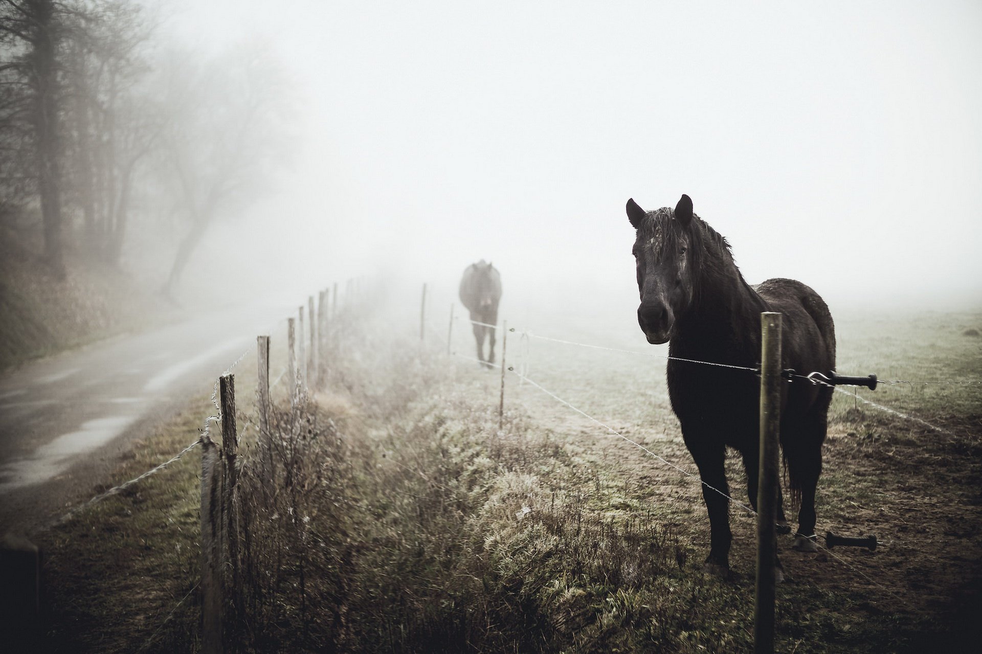 По дороге лошадка. Лошадь в тумане. Лошадь в тумане Эстетика. Лошадь в лесу Эстетика. Лошадь в далеке.