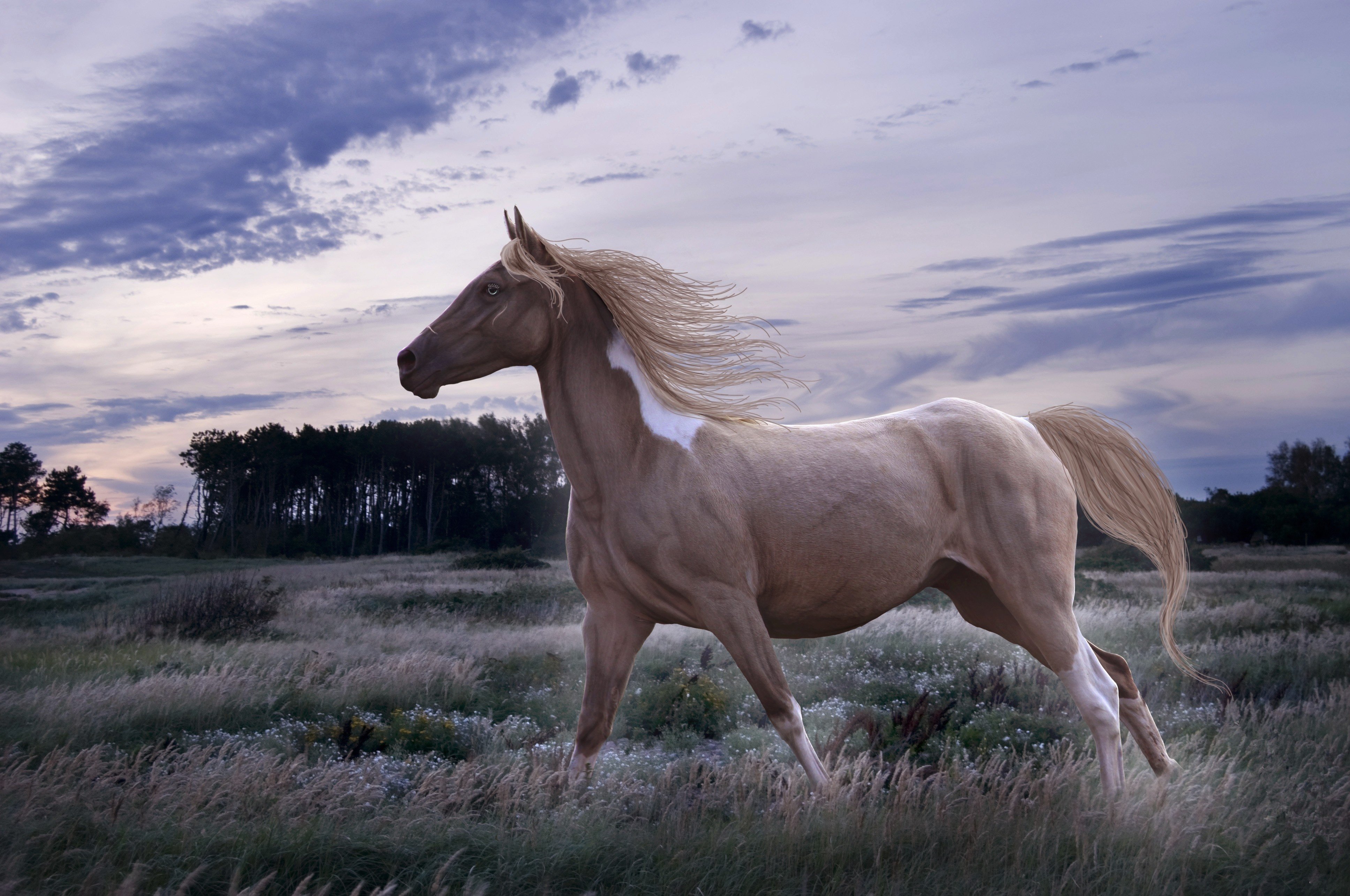 Обои на рабочий лошадь. Белый Мустанг лошадь. Очень красивые лошади. Красивый конь. Обои на рабочий стол лошади.