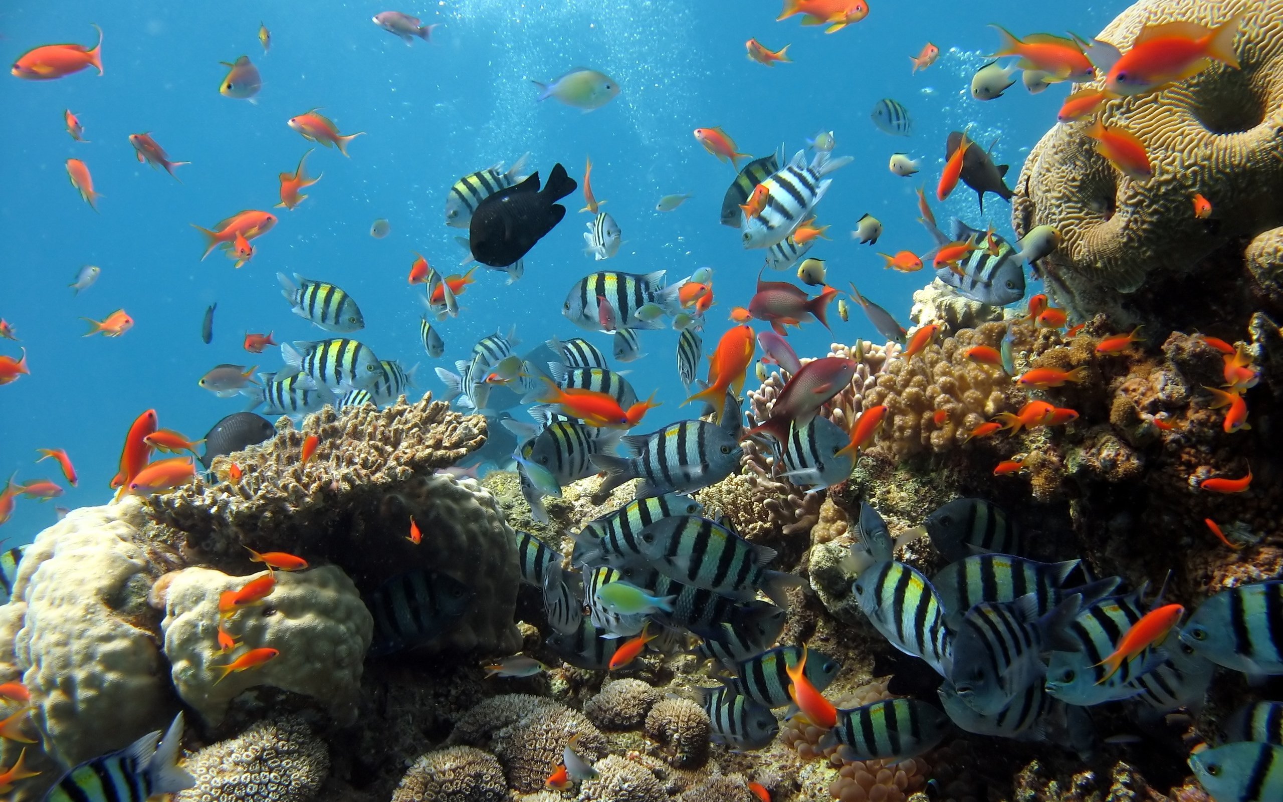 Природа подводный мир. Шарм-Эль-Шейх подводный мир. Рыбки риф Марса Алам. Подводный мир Египта Шарм-Эль-Шейх. Коралловый риф в Шарм Эль Шейхе.