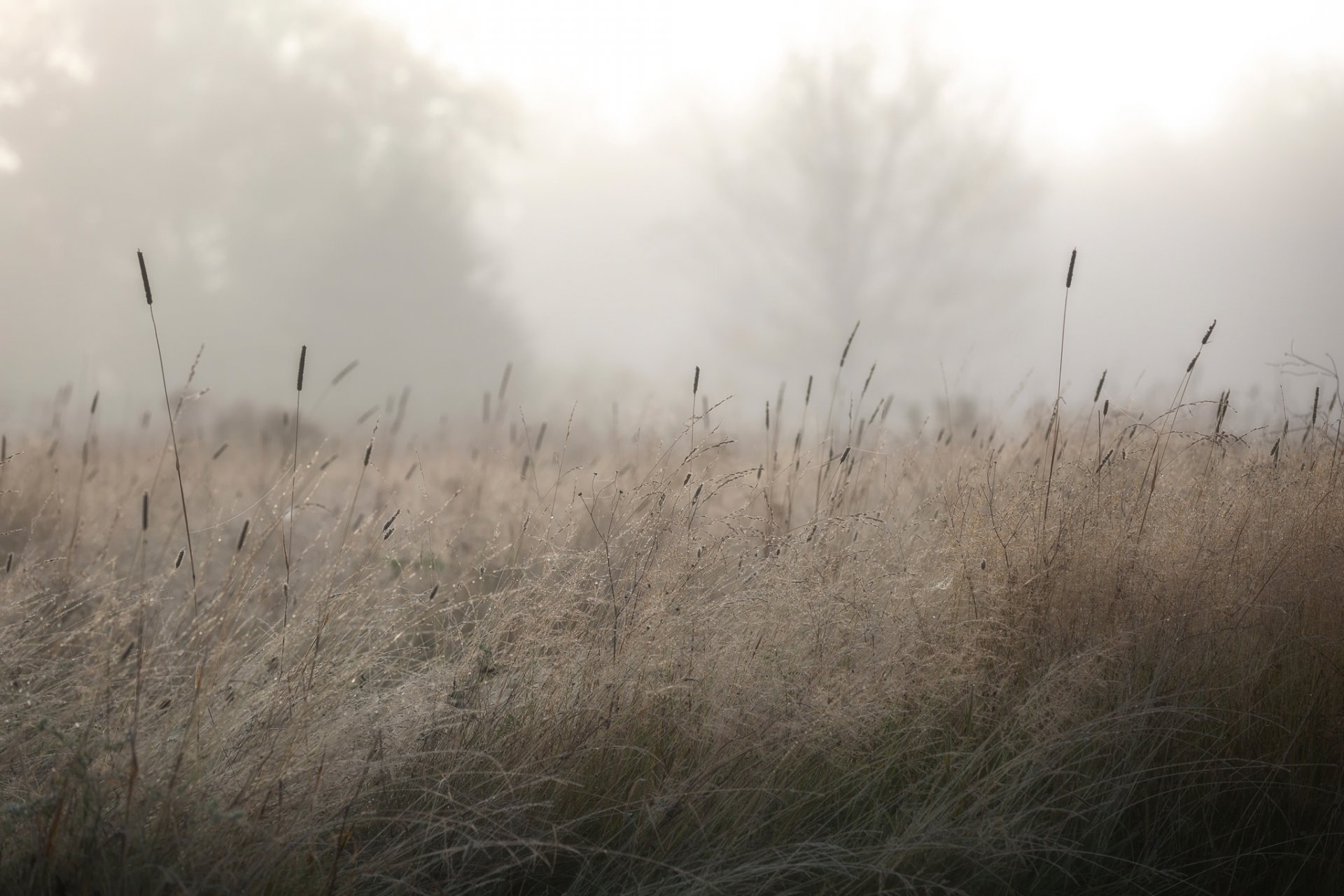 Звон трава. Поле сухой травы. Сухая трава утром. Шелест тростника туманным утром. Даурия трава на ветру.