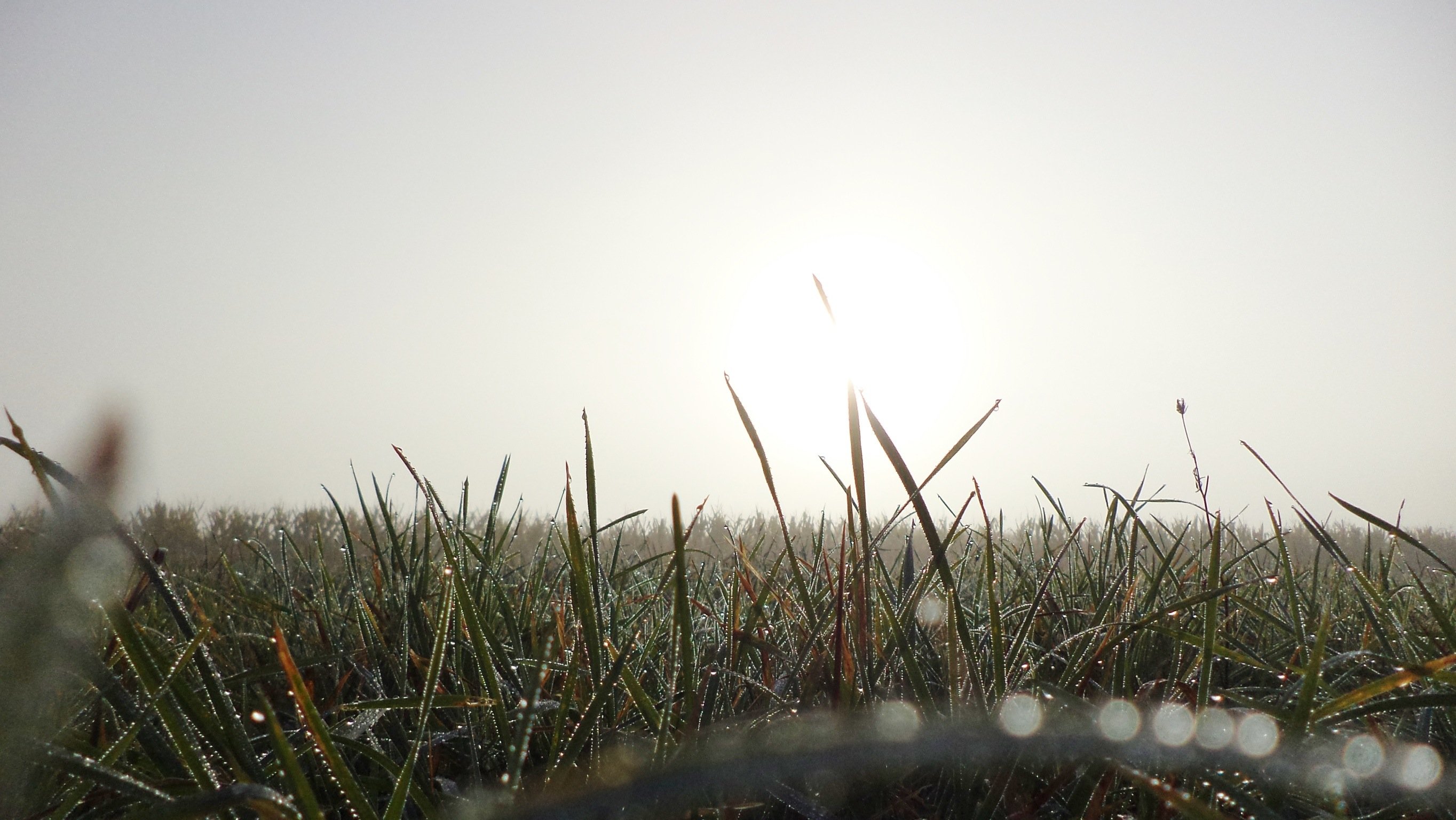 Туман над травой песня слушать. Трава в тумане. Высокая трава в тумане. Поле с высокой травой в тумане. Туман зеленая трава.