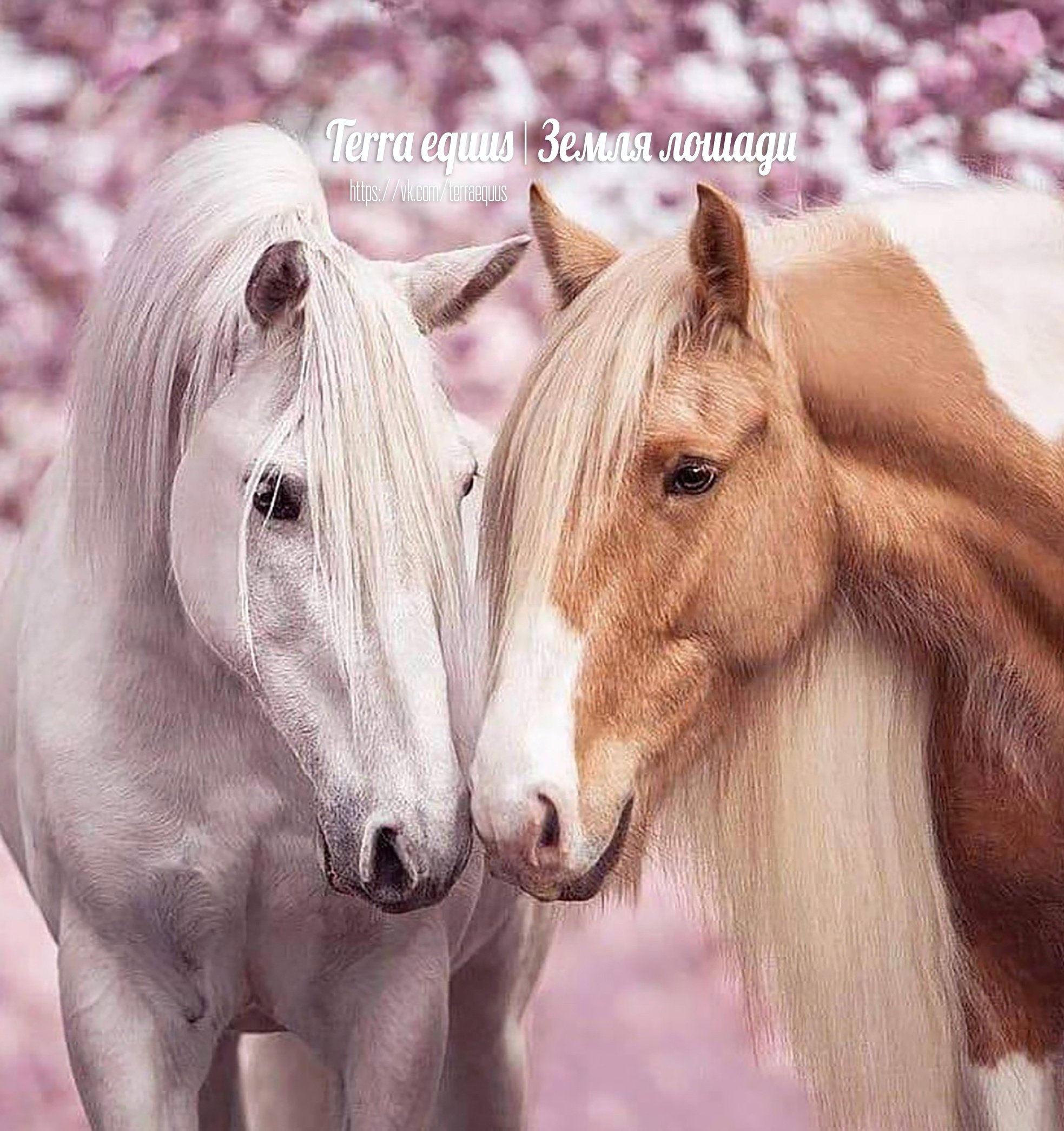 Милые лошадки. Красивые лошадки. Любовь лошадей. Очень красивые лошади. Две лошади.