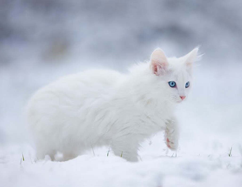 Белый сойти. Белый котик. Кошка белая. Красивая белая кошка. Белая пушистая кошка.