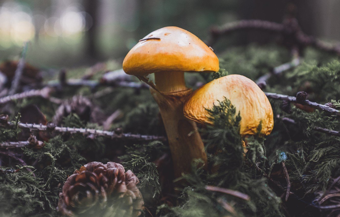 рыжие грибы в хвойном лесу фото