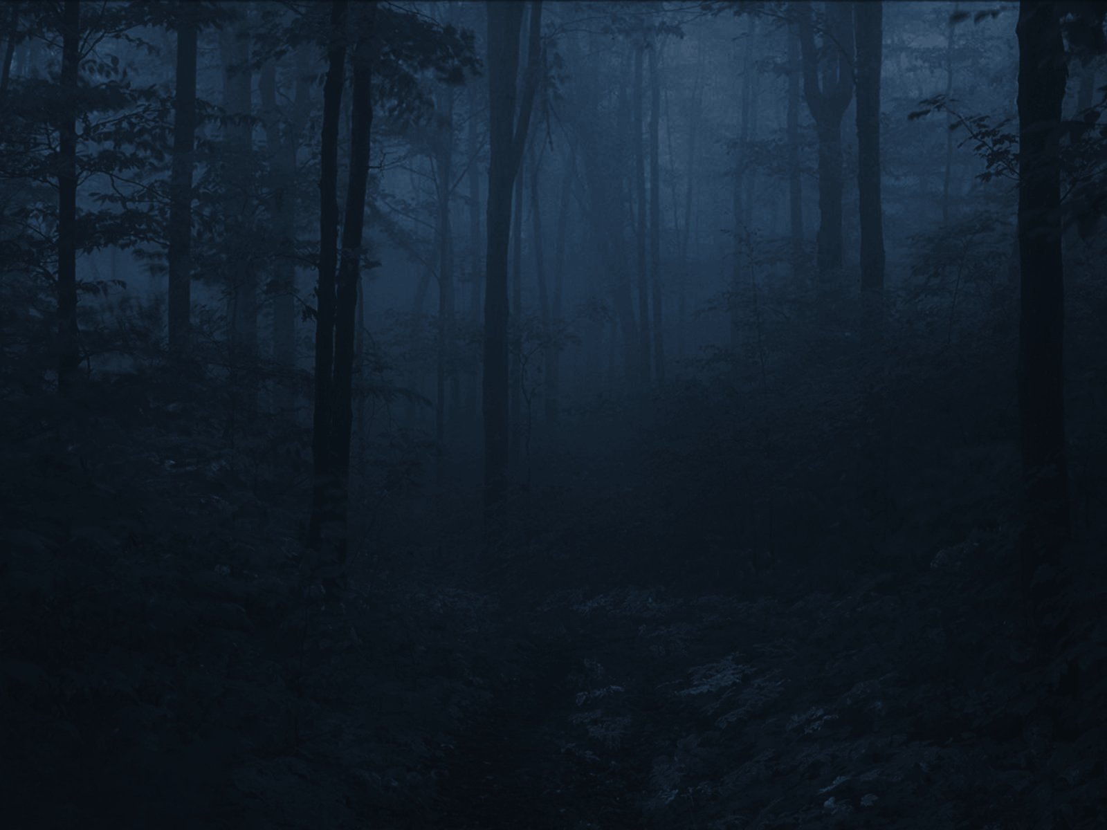 фото страшного леса ночью