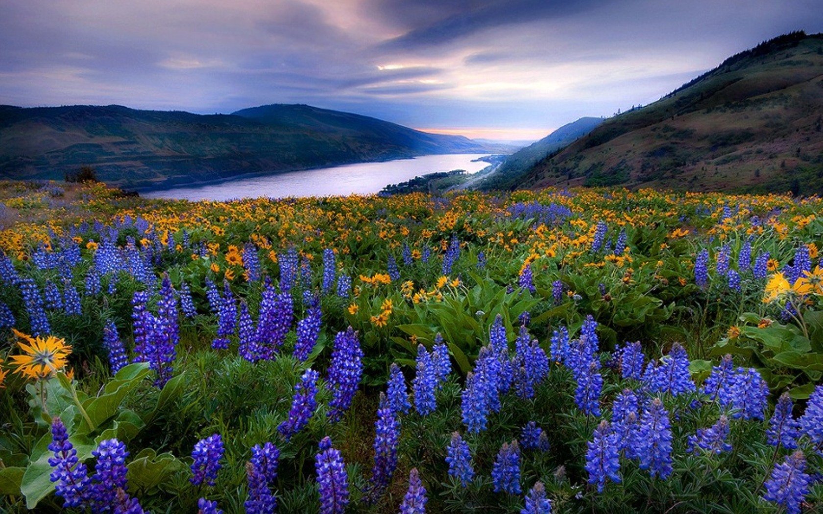 Природа. Горные травы. Красота растений. Цветочный пейзаж. Голубые горные цветы.