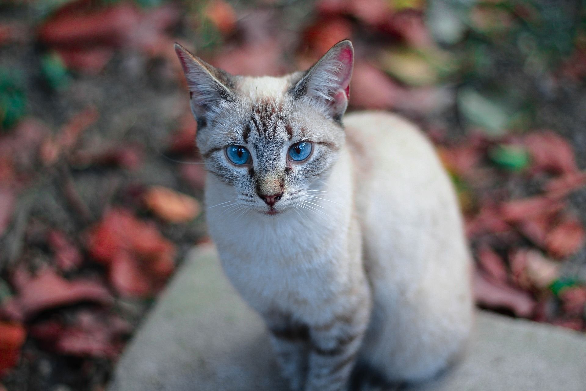 Породы котов с голубыми глазами. Охос азулес кошка. Порода Охос азулес. Охар Азалес порода кошек. Порода кошек Охи. Озулес.
