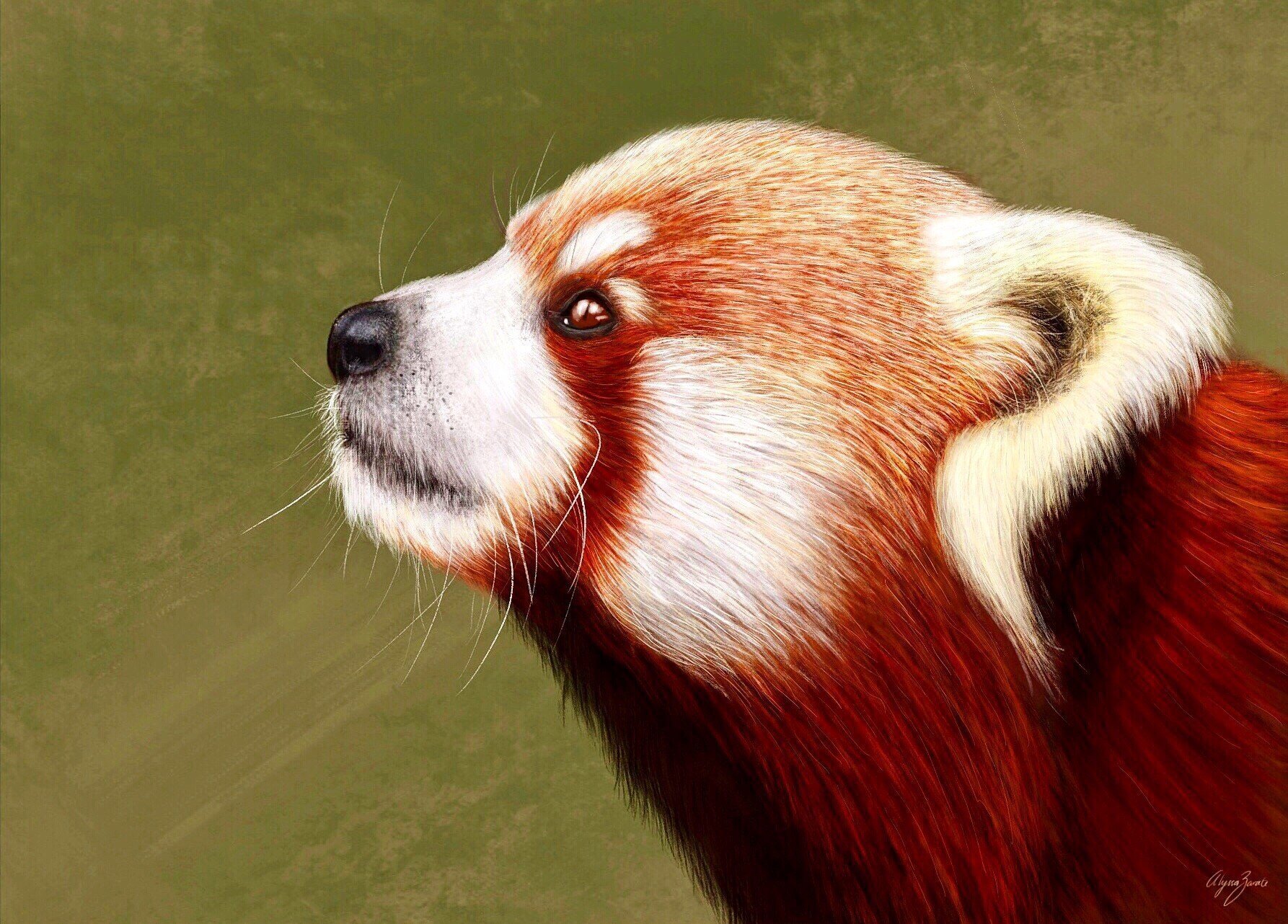 Red panda profile picture