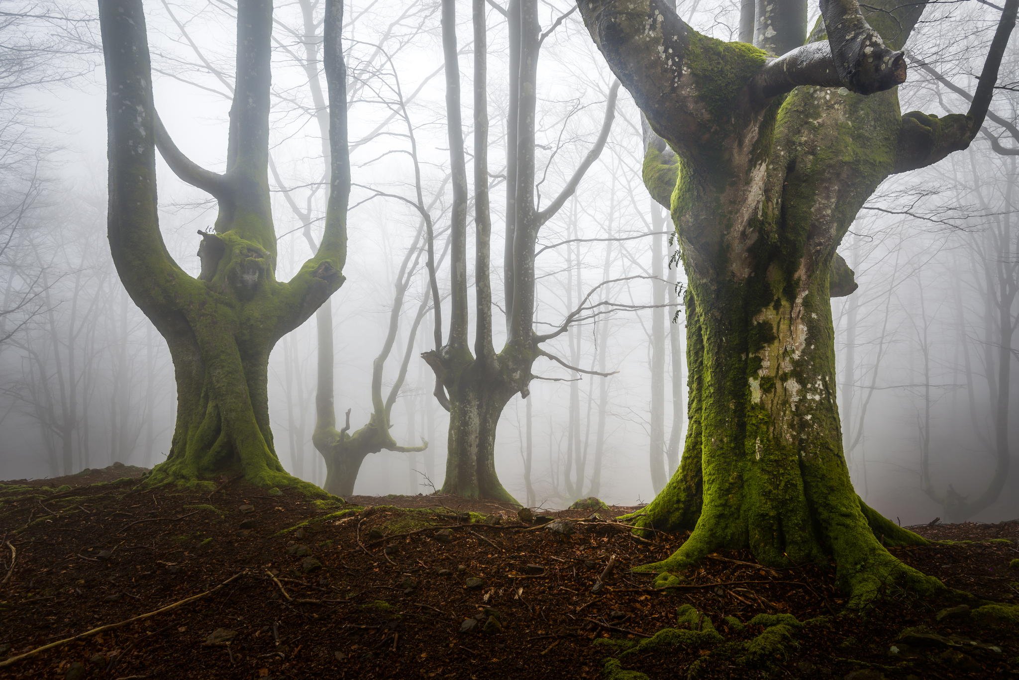 Деревья страдают. Лес Горбеа Испания. Парк Горбеа в Испании. Лес Хоя-бачу Румыния. Парк «мистический лес» Патсаспуйсто.