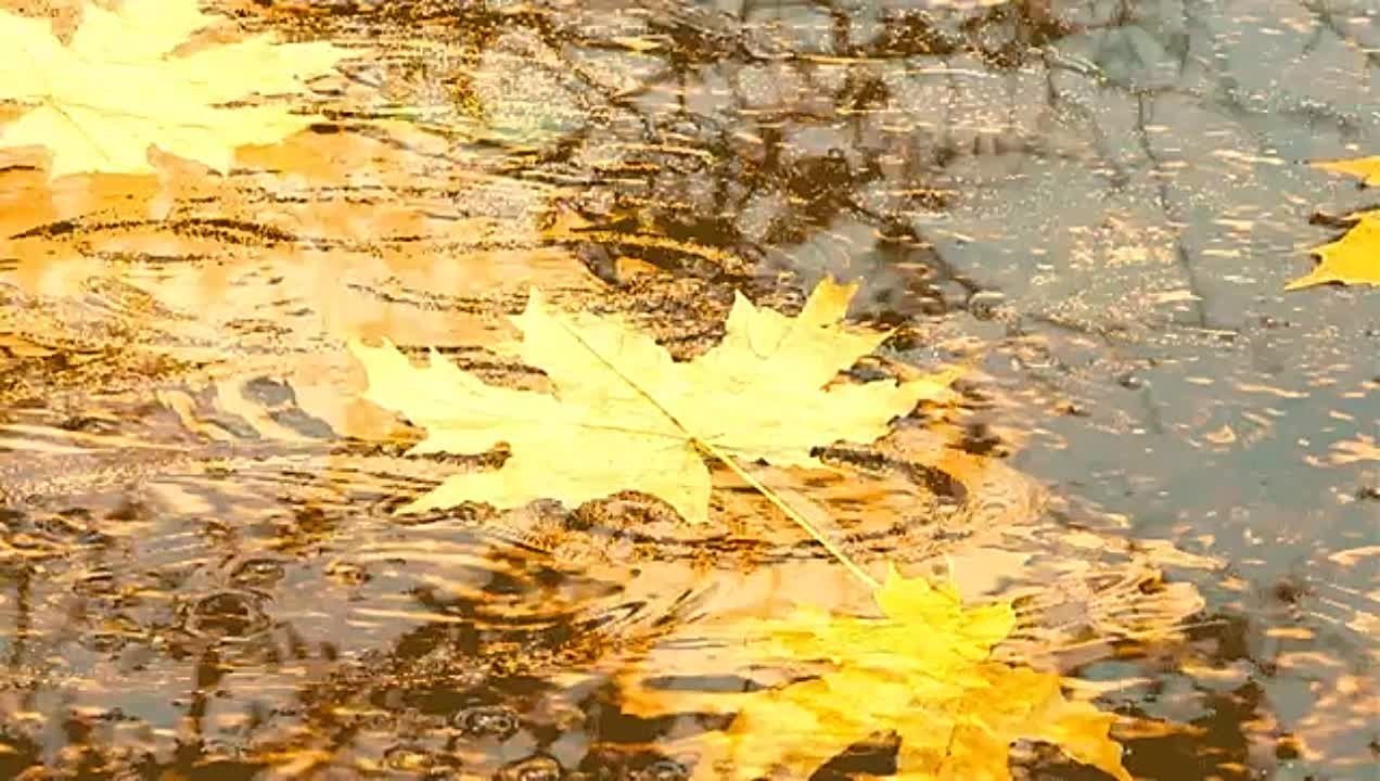 Падающие листья в воду. Осенний листопад. Осенний дождь. Дождливая Золотая осень. Листья в луже.