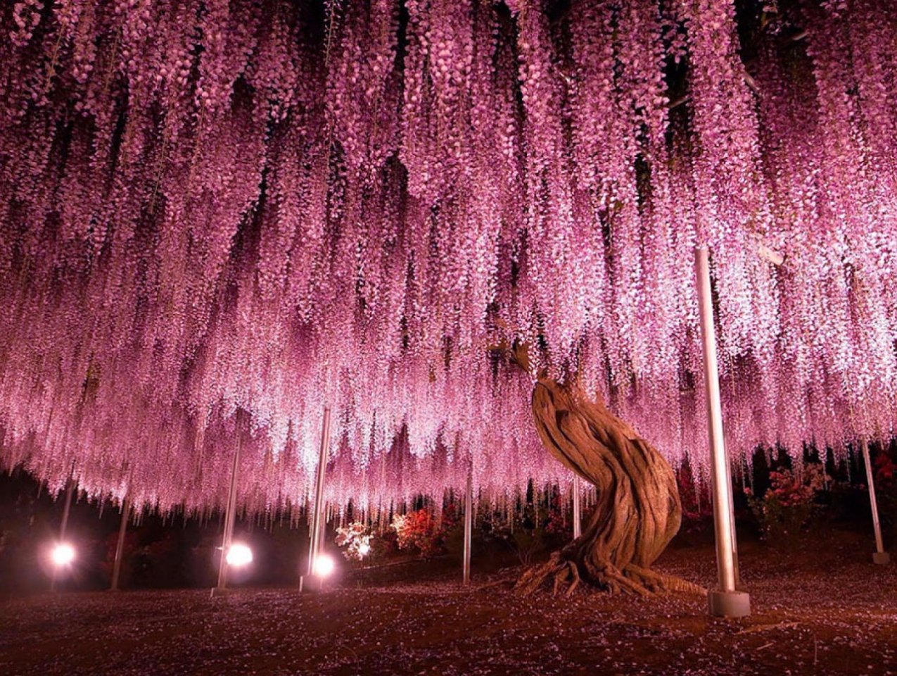 Розый. Глициния Асикага. Сад Кавати Фудзи. Глицинии в парке Асикага Япония. Дерево Глициния в Японии.