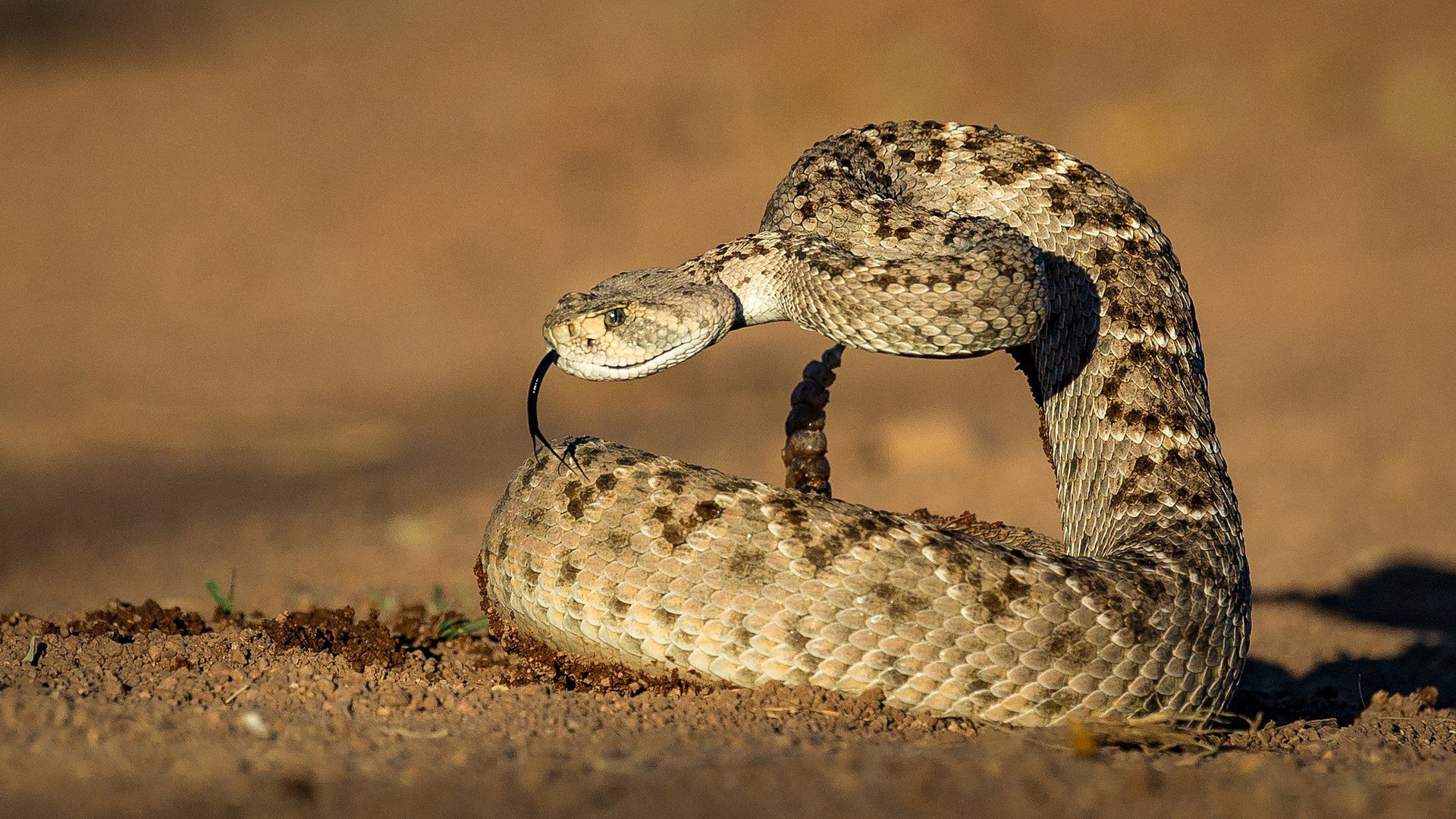 гремучая змея фото