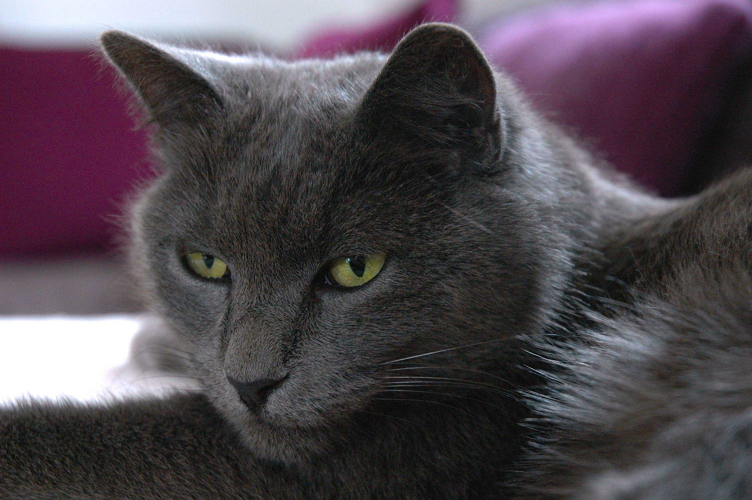 Порода серой кошки с серыми глазами. Корат шартрез Картезианская кошка. Шартрез порода кошек. Британская короткошёрстная кошка шартрез. Картезианская кошка голубая.