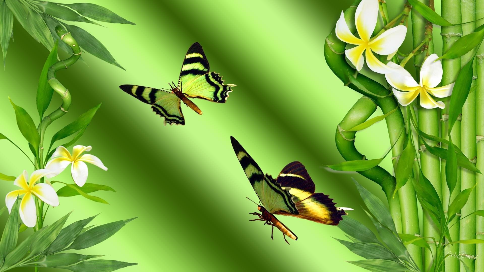 Цветок бабочка зеленый. Обои на рабочий стол бабочки. Бабочки в природе. Фотообои бабочки. Красивый фон с бабочками.