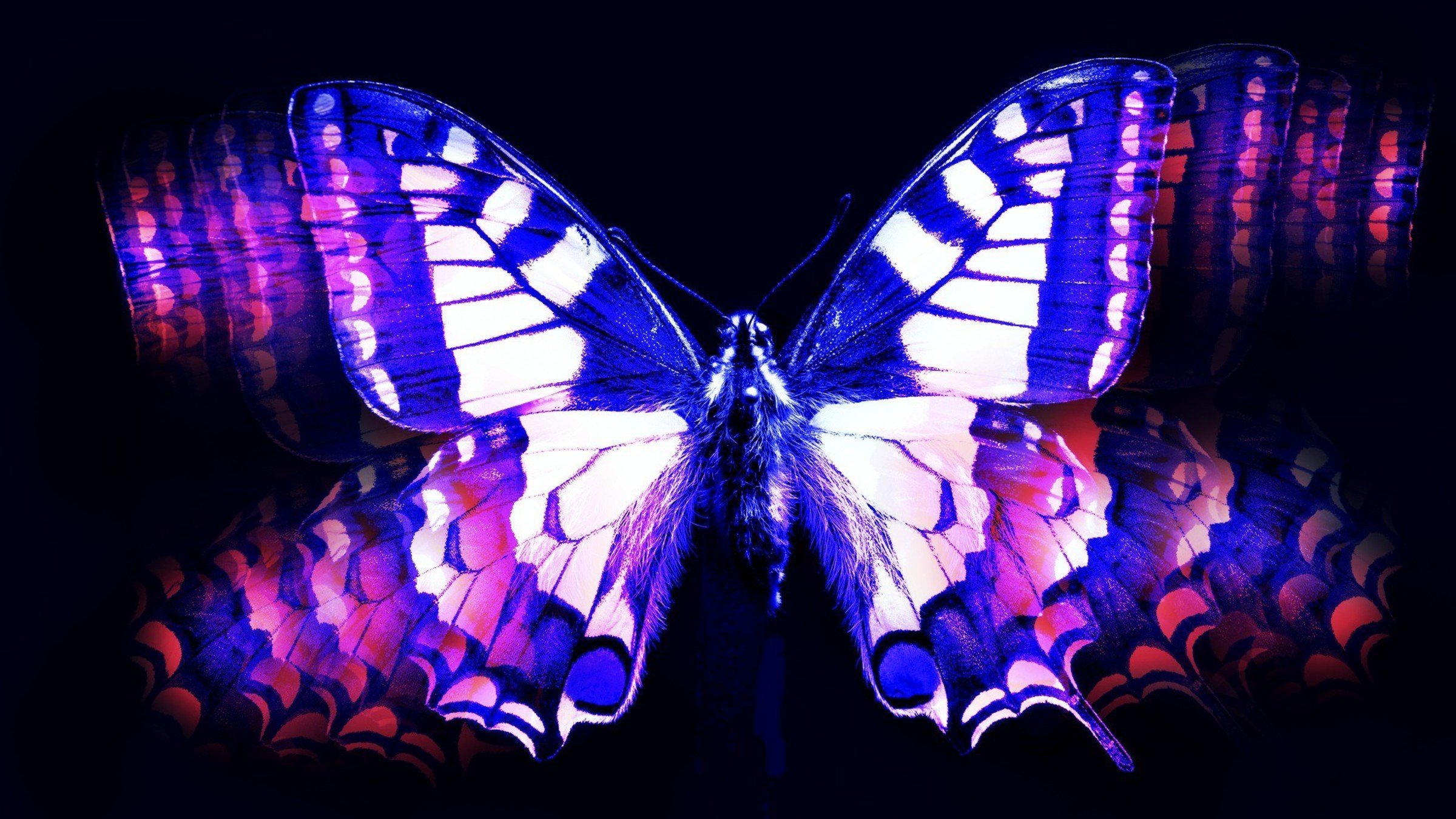 Фиолетовые бабочки картинки. Красивые бабочки. Бабочка фиолетовая. Сиреневые бабочки. Яркие бабочки.