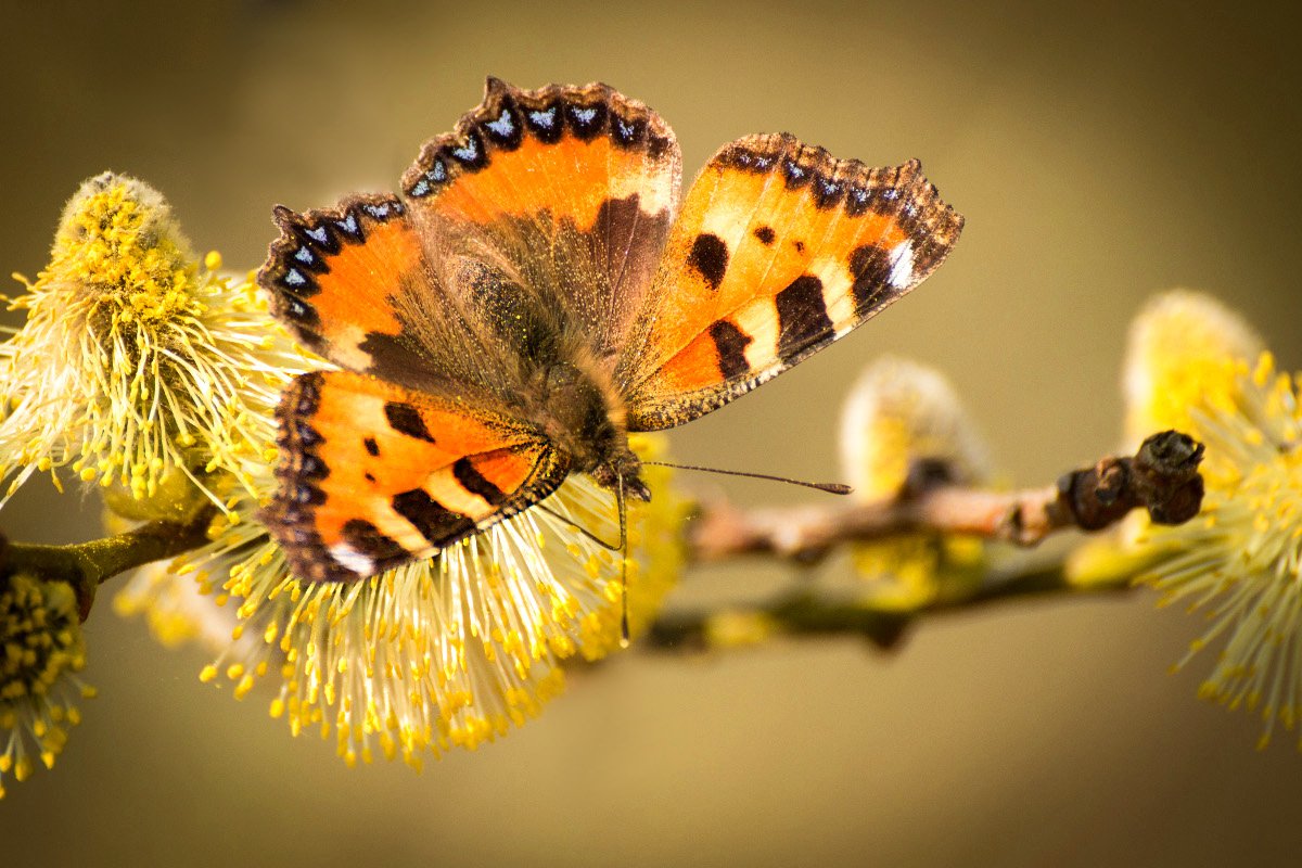 Бабочки весной картинки. Бабочки. Весенние бабочки. Бабочка ранней весной. Первые весенние бабочки.