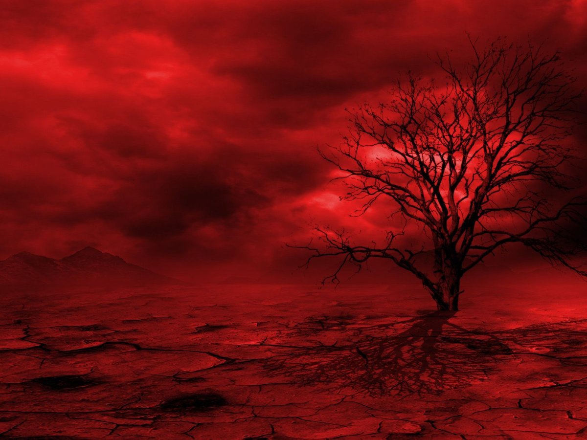 Красное дерево подгон. Красное дерево. Черно красное дерево. Красный лес. Красивый красный.