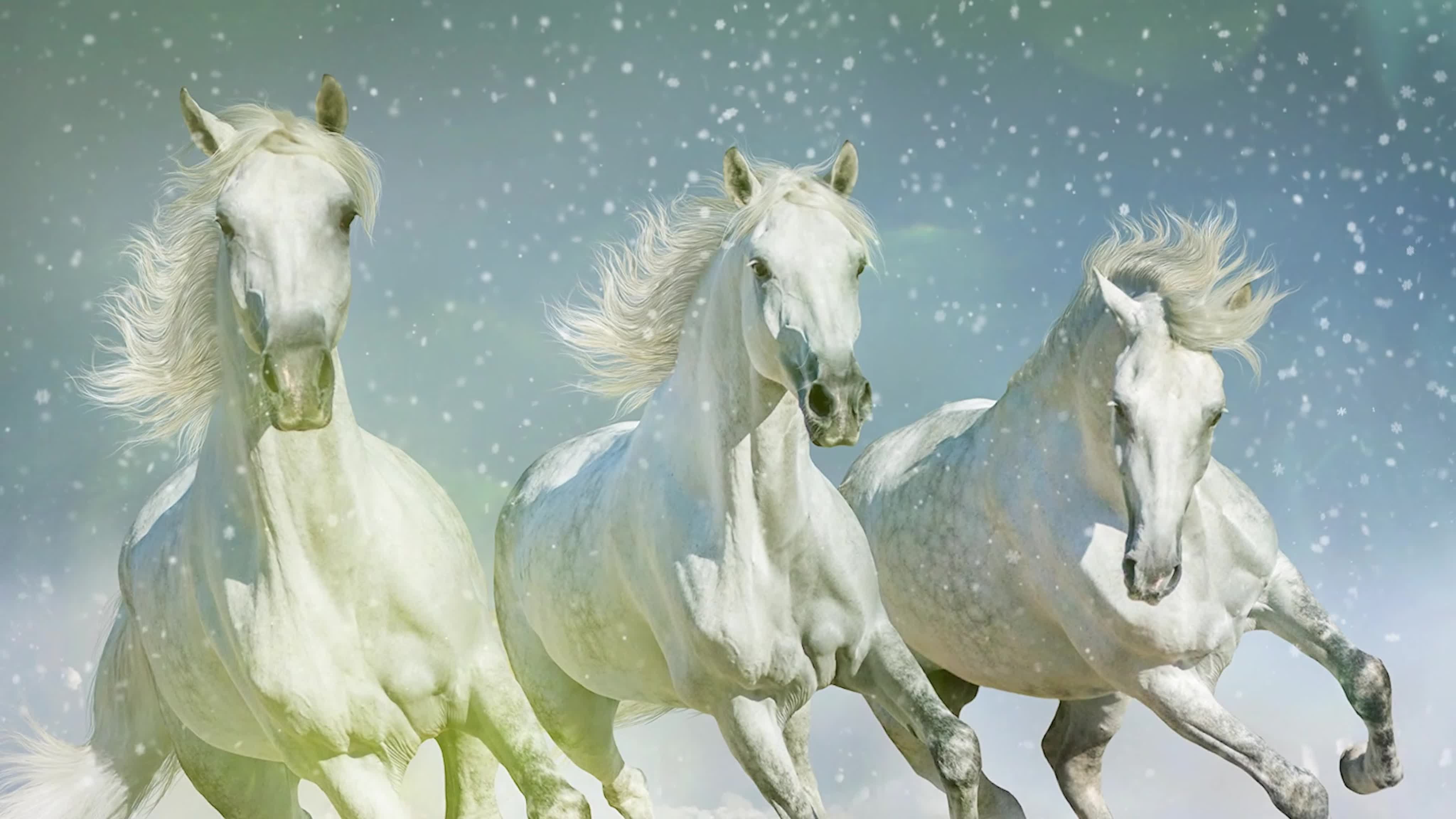 Лошадь 3 месяца. Тройка тройка тройка белых лошадей. Тройка белых лошадей. Белая лошадь. Лошадь бежит.
