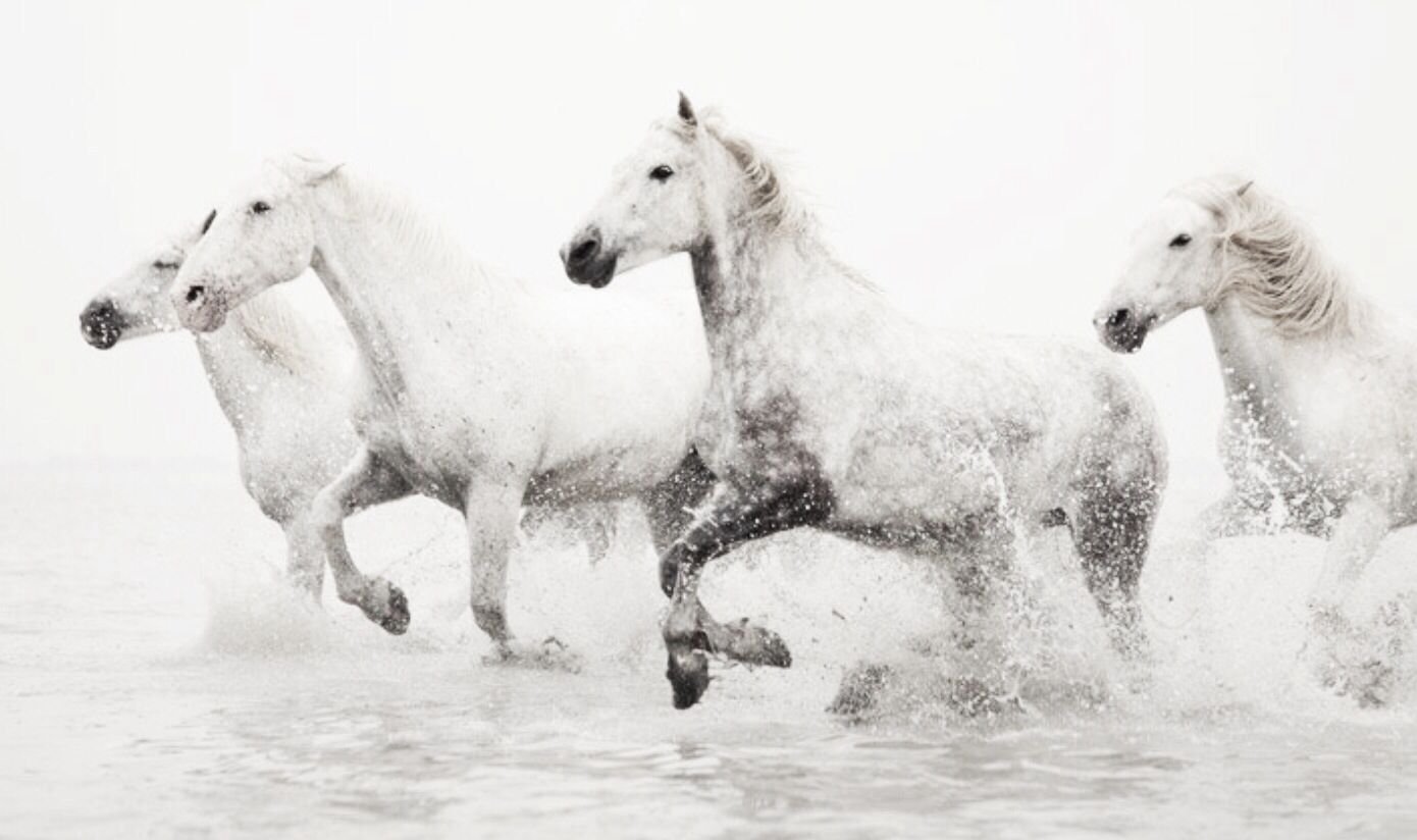 Белые кони кадышевой. Камаргу лошадь. Лошадь бежит. Тройка лошадей. Белый конь.