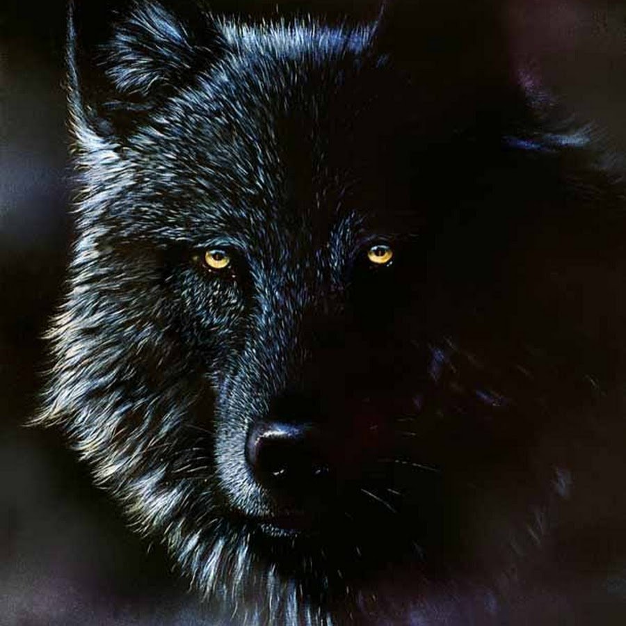черный волк картинки