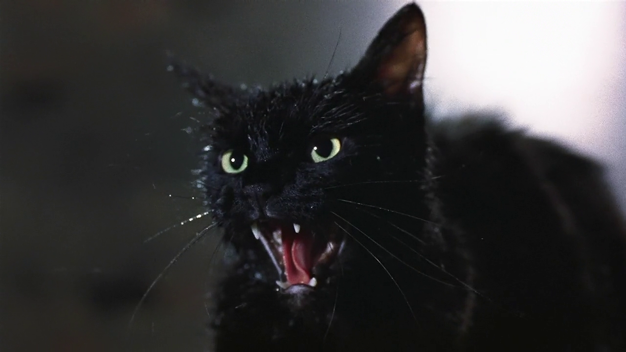 Злой черный кот. Страшный черный кот.