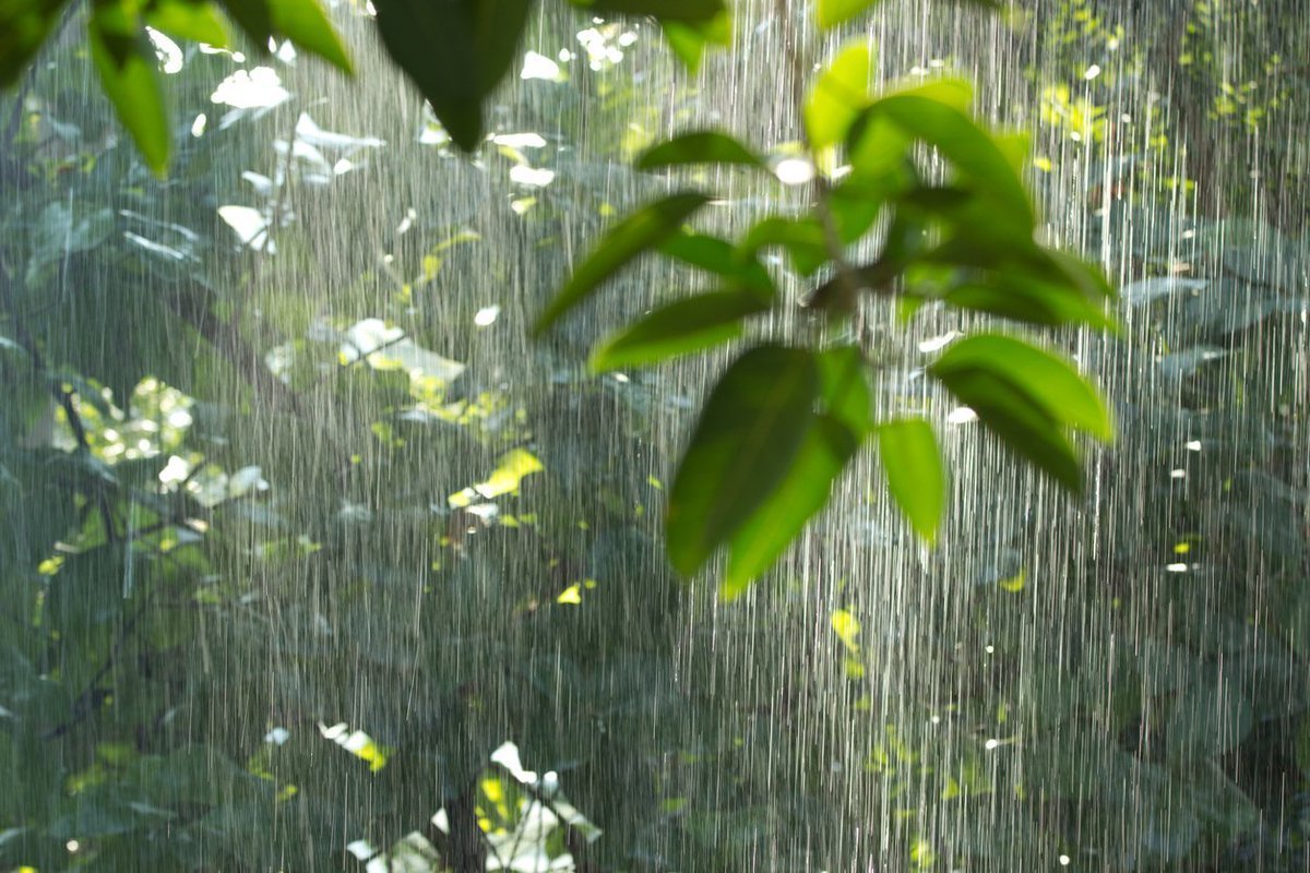 Дождь в лесу описание. Ливневый тропический дождь. Дождь в тропическом лесу. Тропический ливень. Тропический лес после дождя.