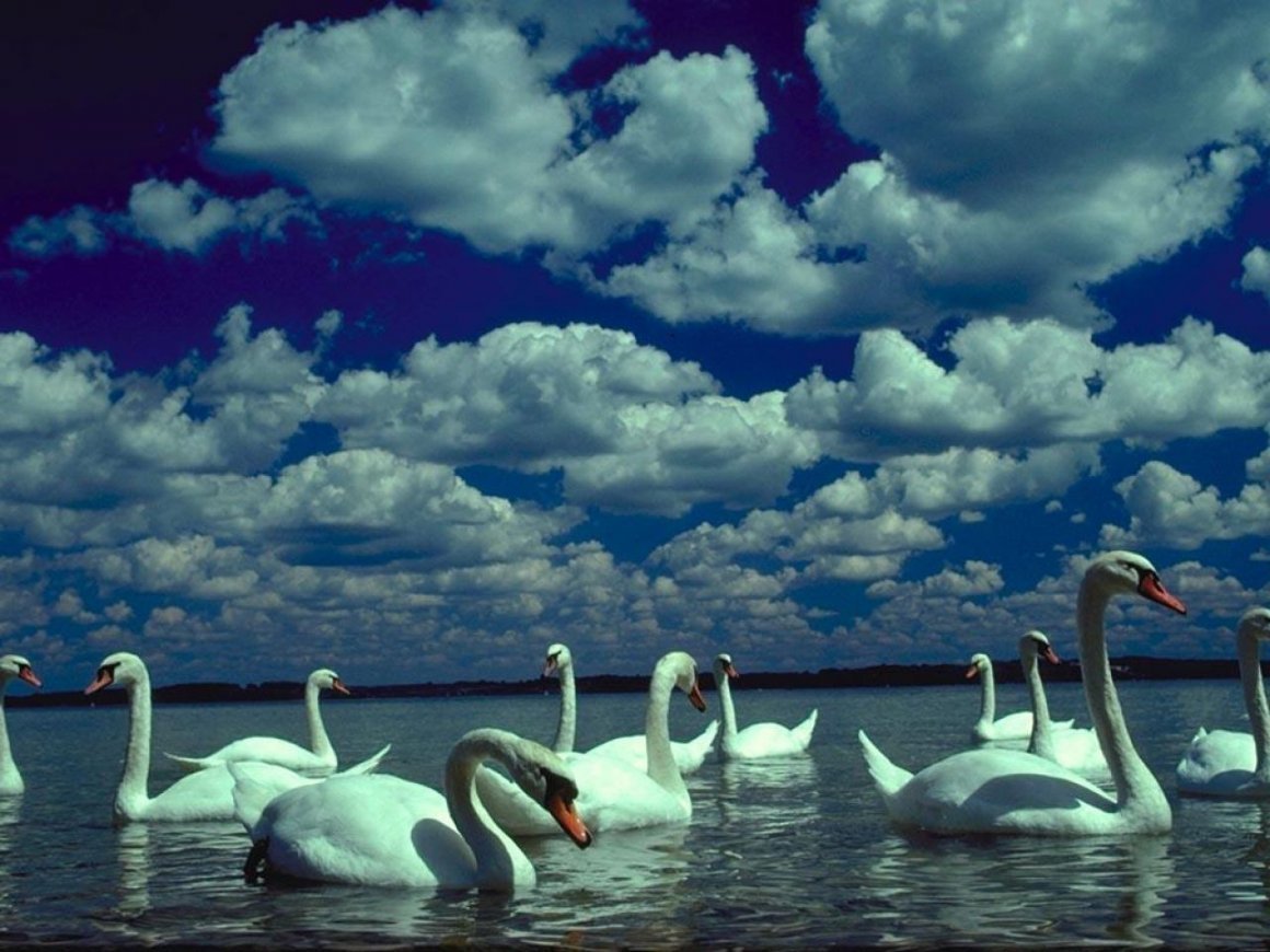 Стая лебедей. Лебеди в небе. Красивая природа с лебедями. Лебеди стадом.