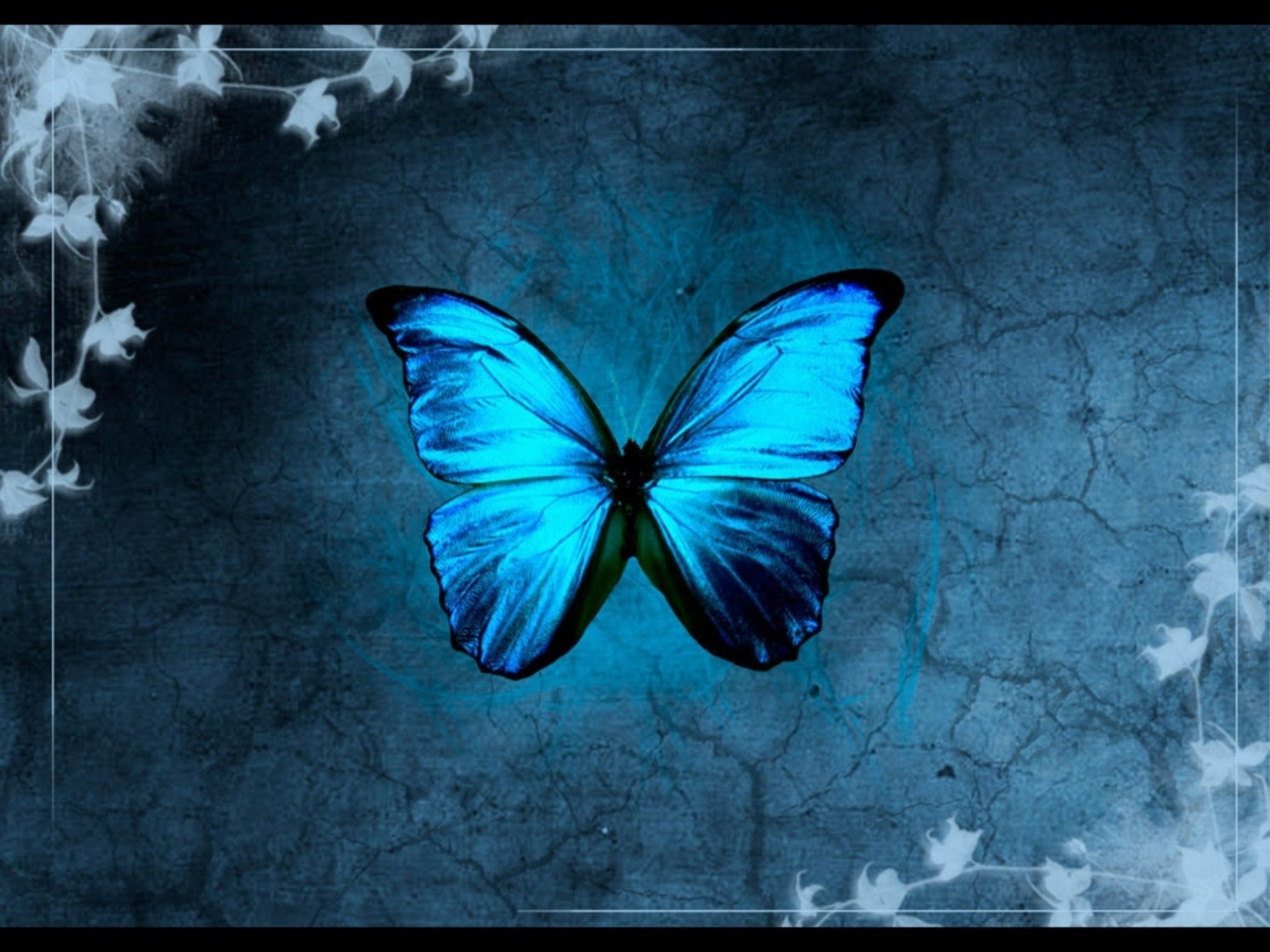 Черно синяя бабочка. Голубая бабочка. Синяя бабочка. Обои с бабочками. Красивый фон с бабочками.