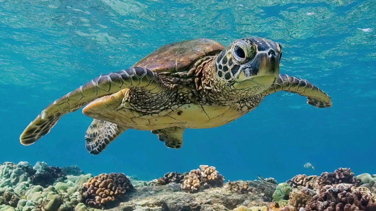Скорость морской черепахи. Черепаха Каретта-Каретта. Черепаха бисса (Каретта). Морская черепаха. Водоплавающая черепаха морская.