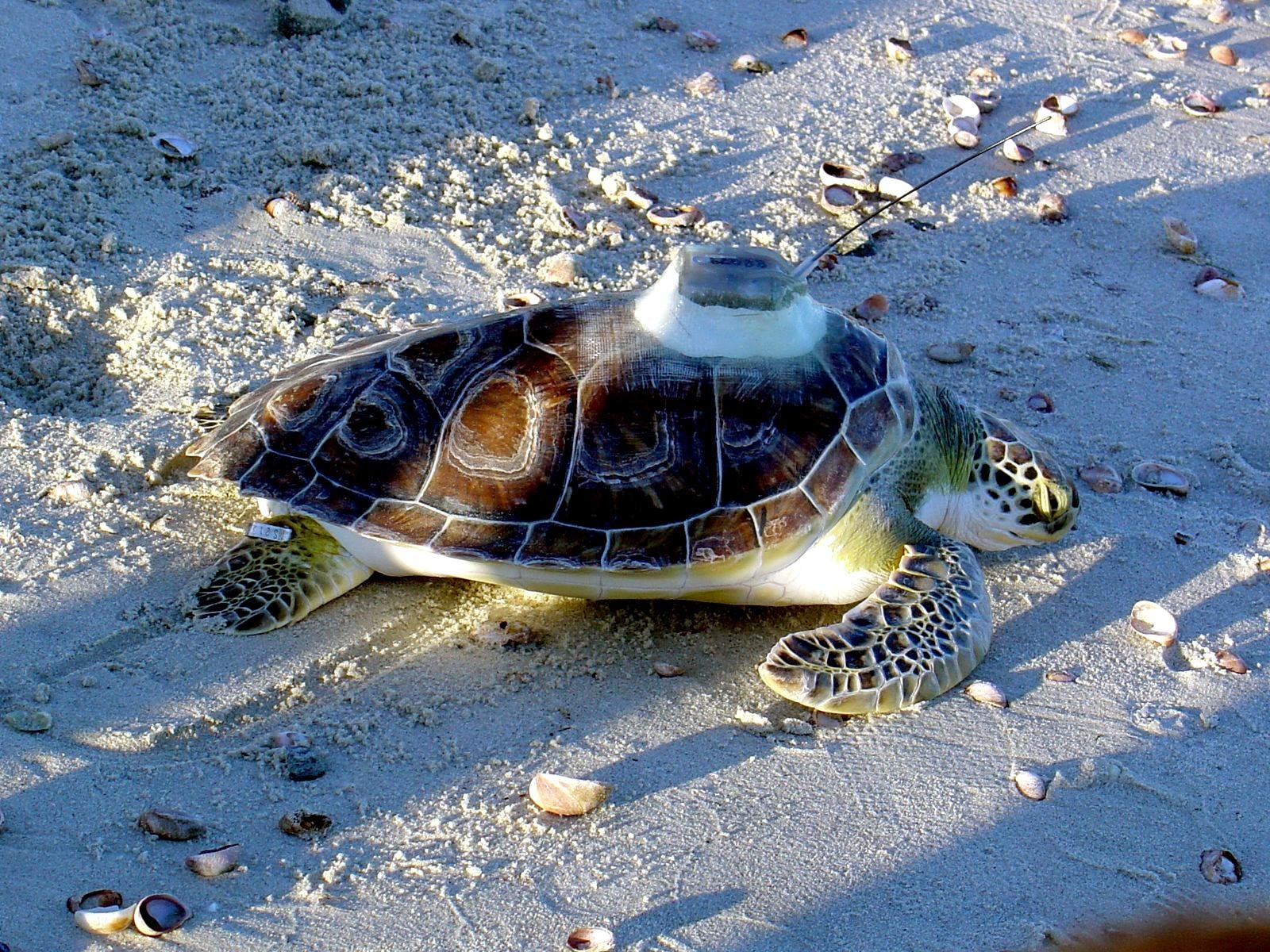 Turtle x. Морская черепаха. Море черепаха. Черепаший остров. Морская черепаха на суше.